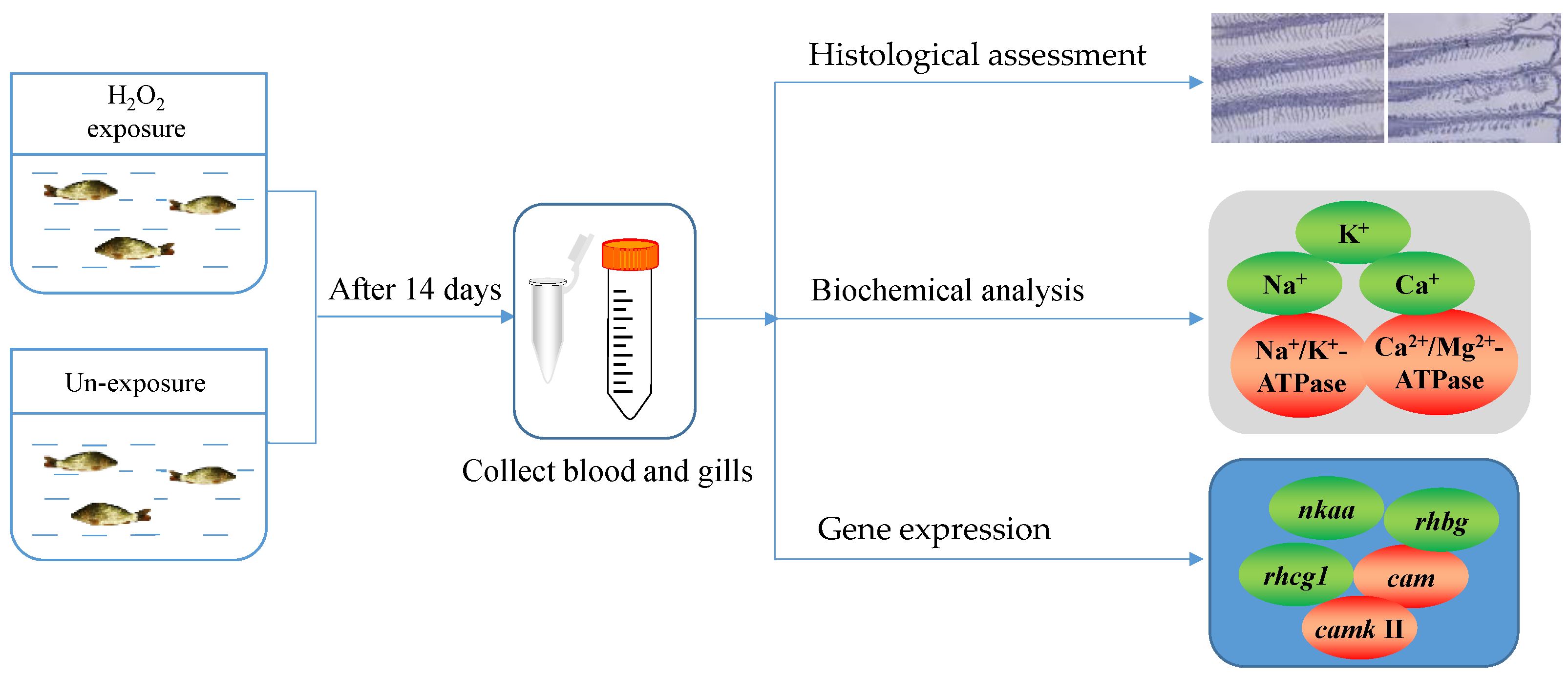Fishes 08 00134 g001