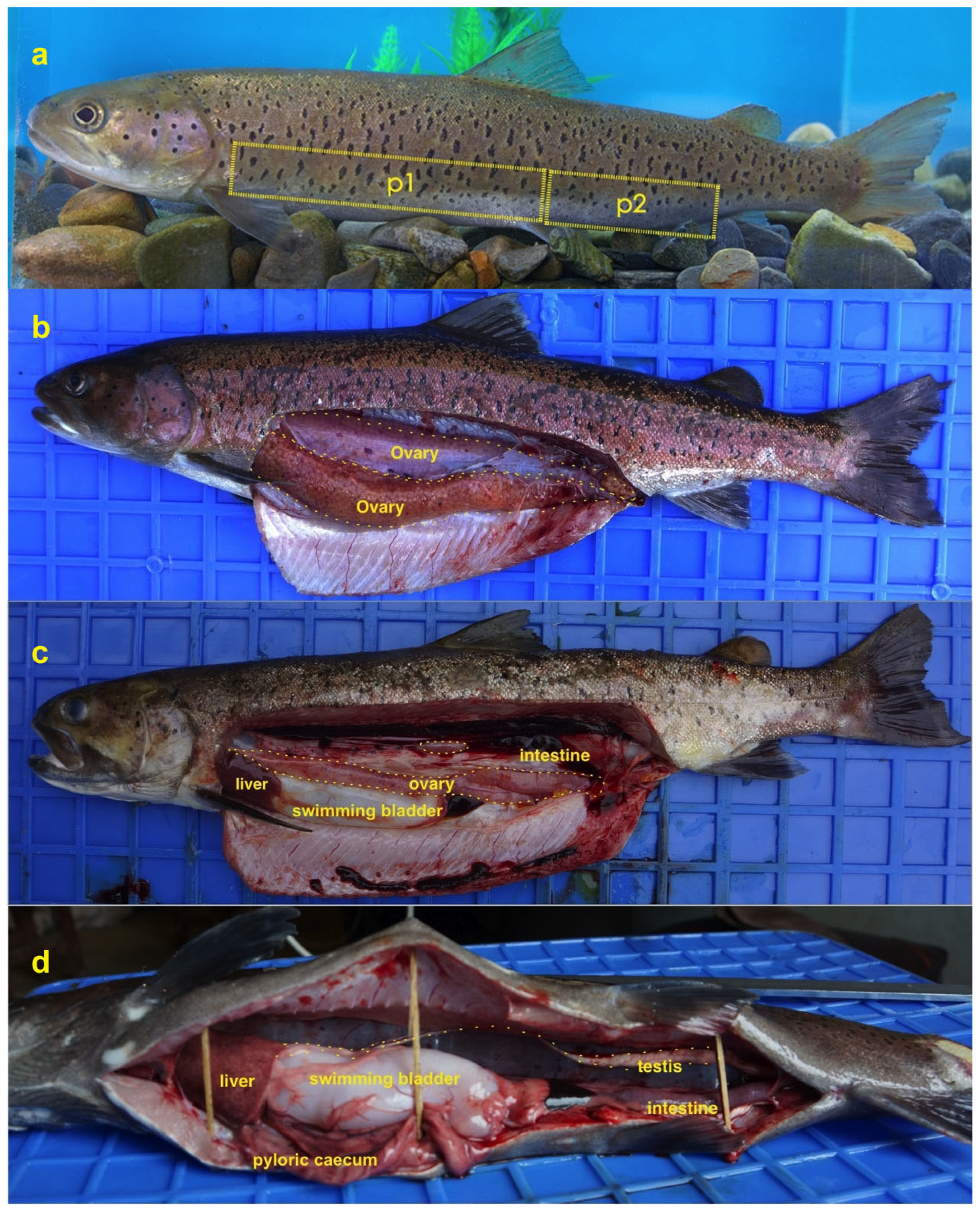 Fishes 08 00152 g001