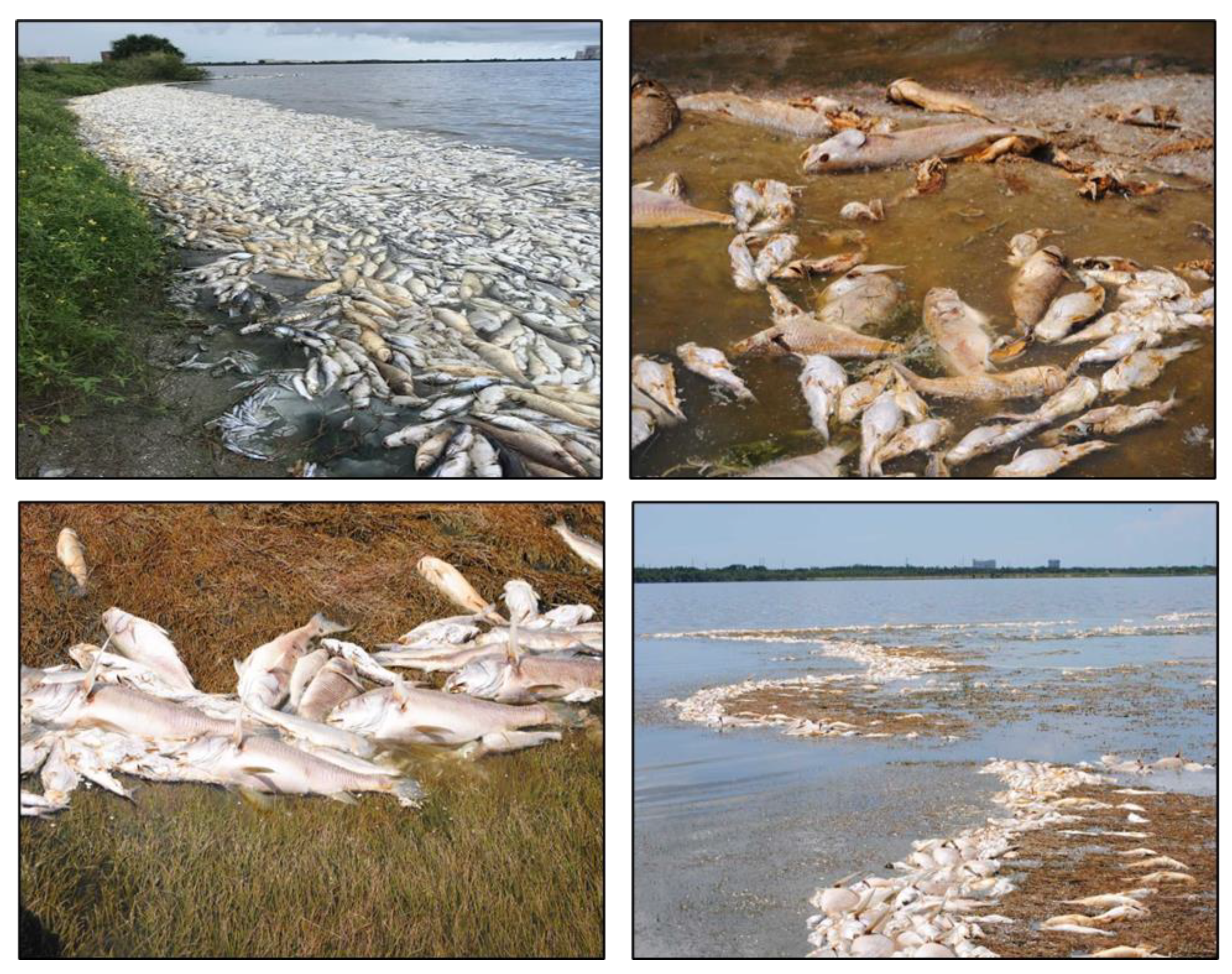 Fishes 08 00171 g0a1 Fishes 08 00171 g0a1