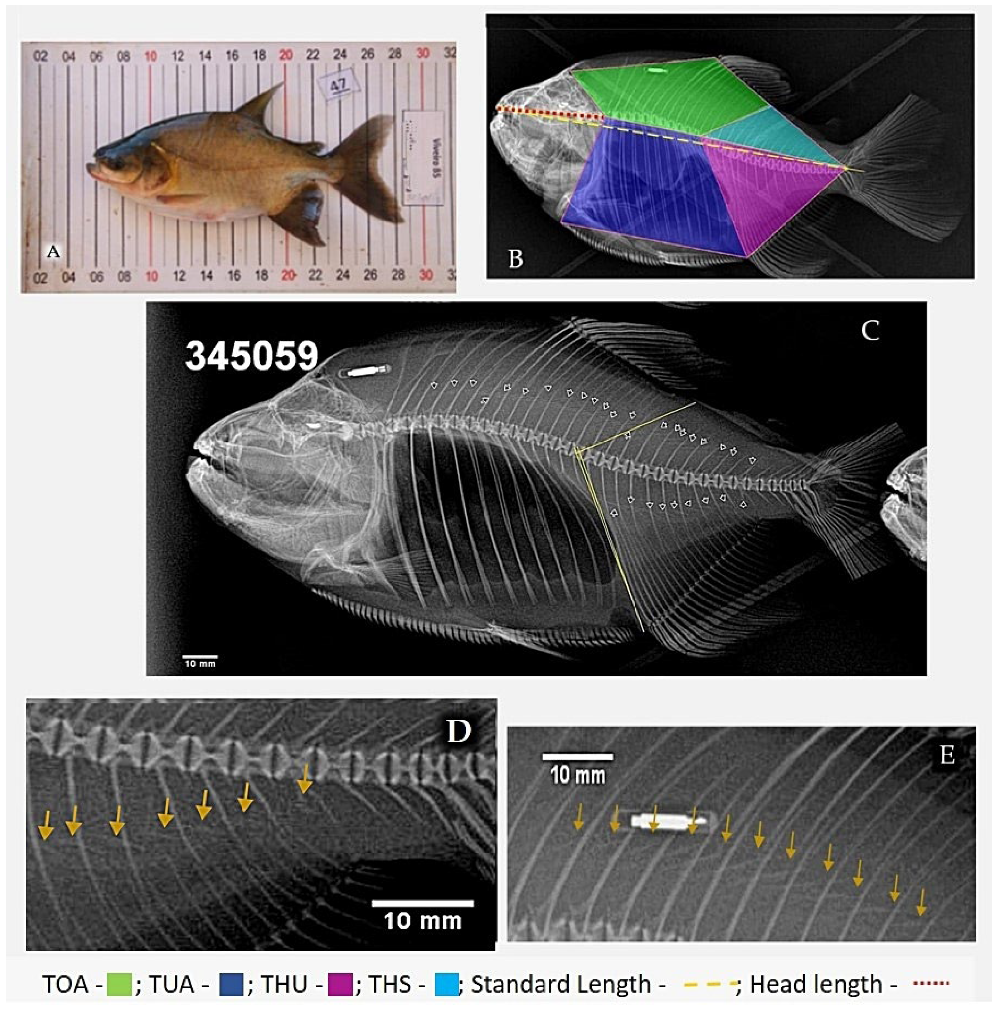 Fish Size Correlates to Size and Morphology of Intermuscular Fish Size Correlates to Size and Morphology of Intermuscular