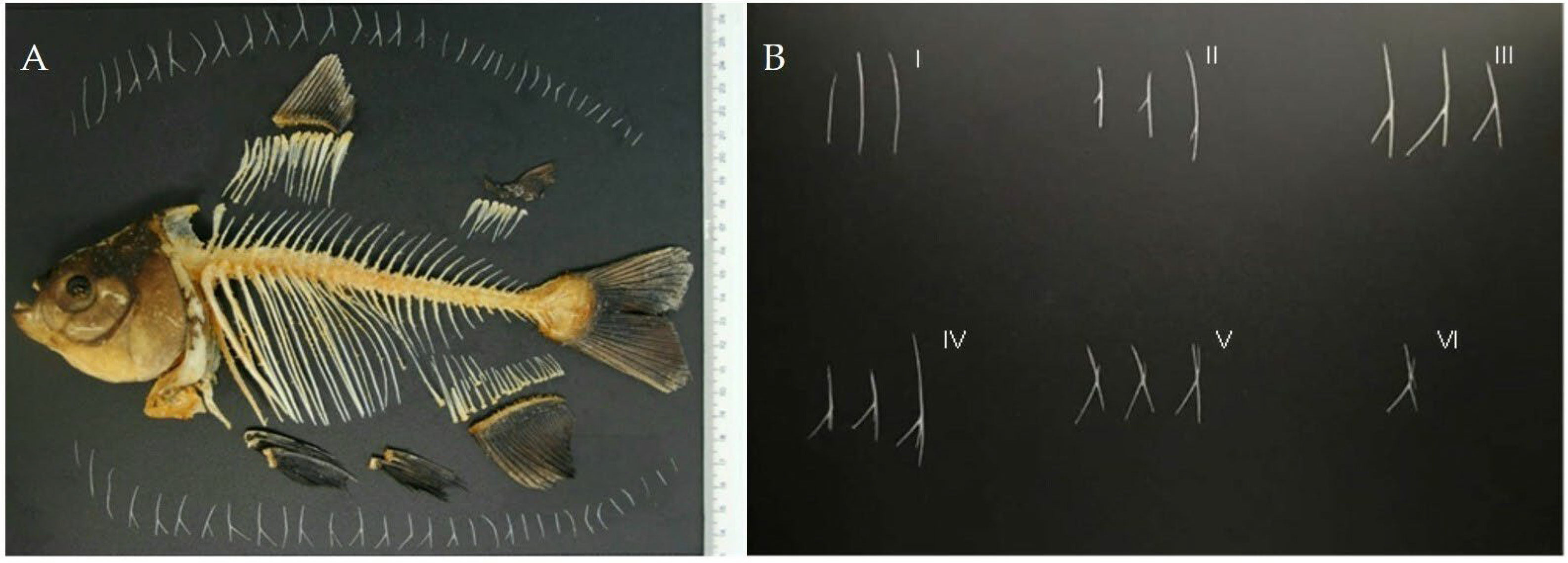 Fishes Free FullText Fish Size Correlates to Size and Morphology