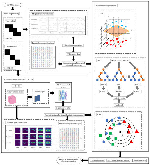 Fishes | Free Full-Text | Automated Identification of Morphological ...