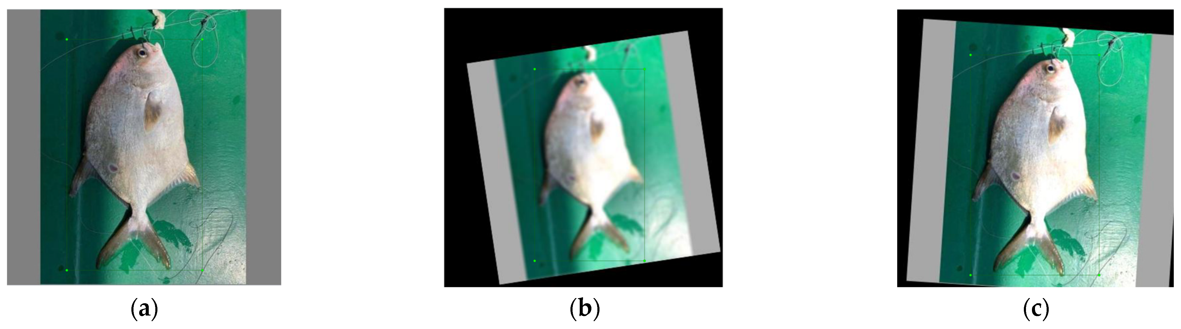 Fishes Free FullText Detection and Identification of Fish Skin