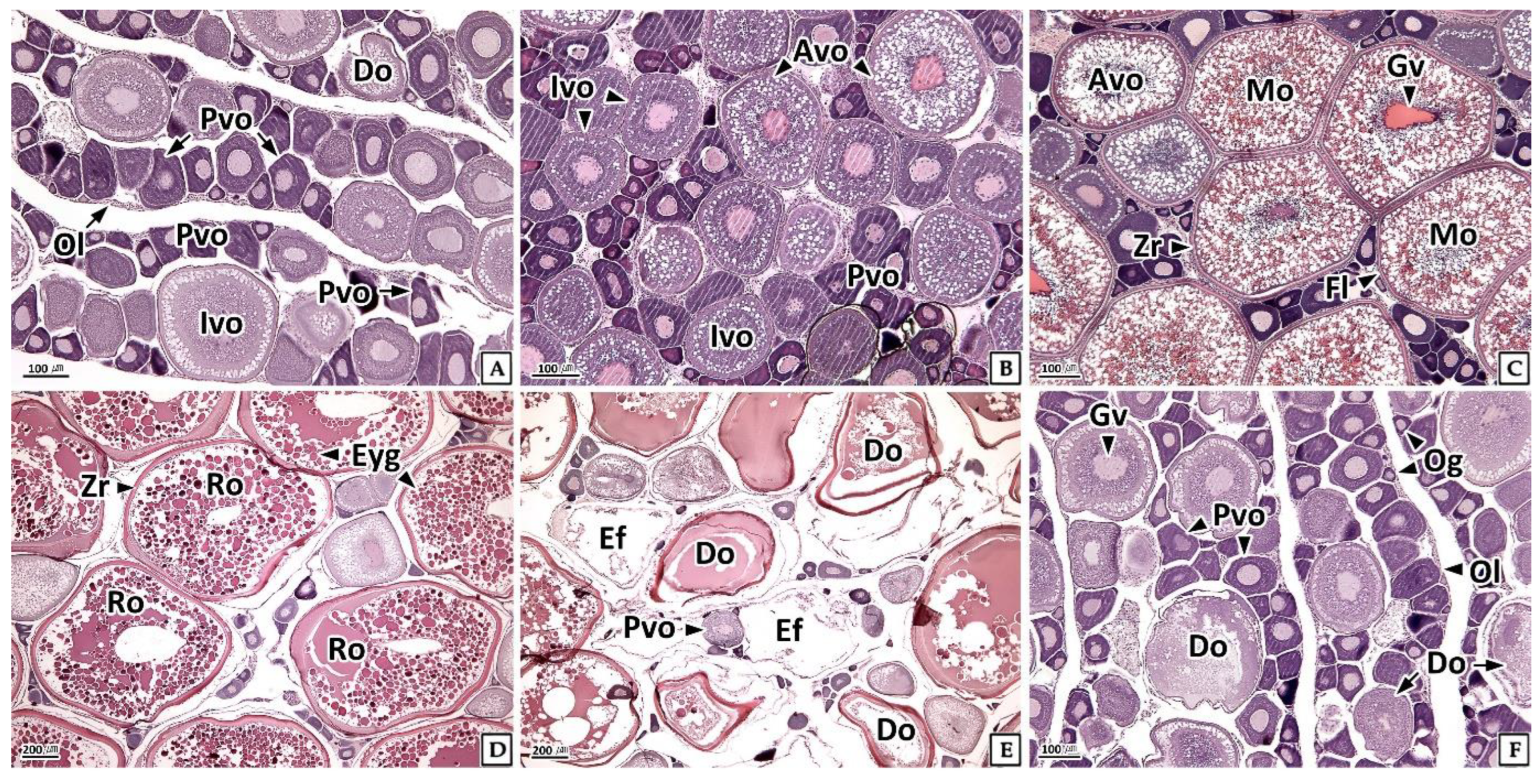 Fishes 08 00194 g004