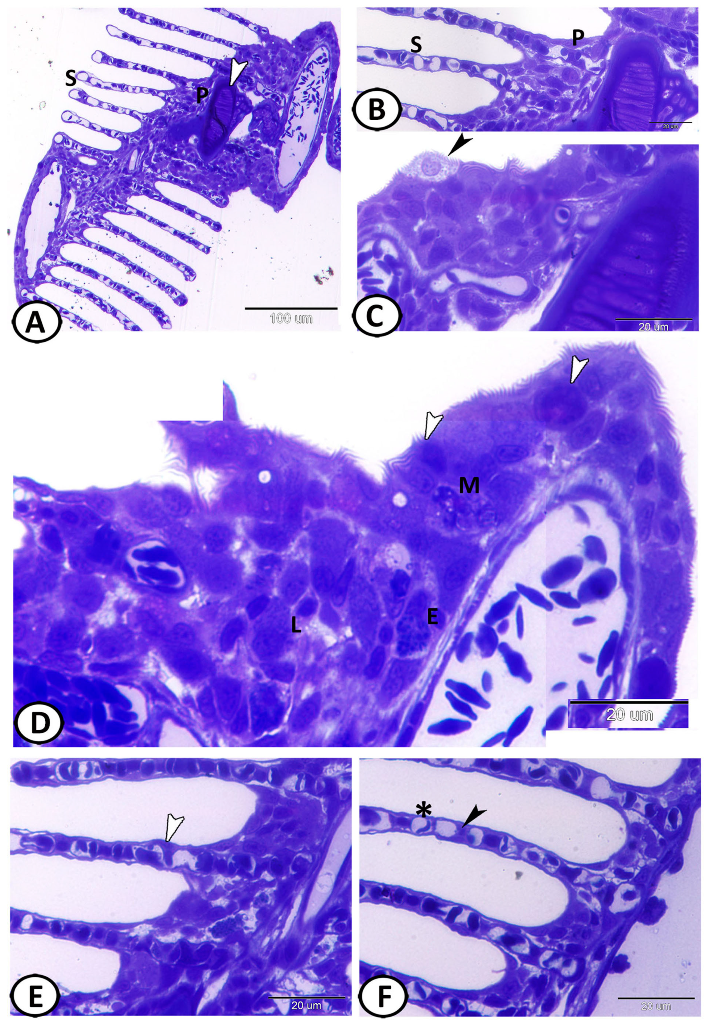 Fishes 08 00195 g003