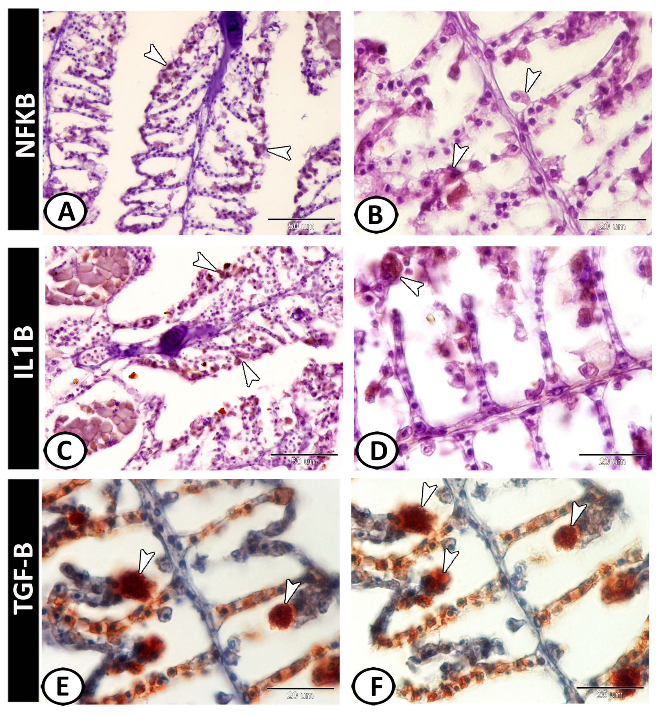 Fishes 08 00195 g005