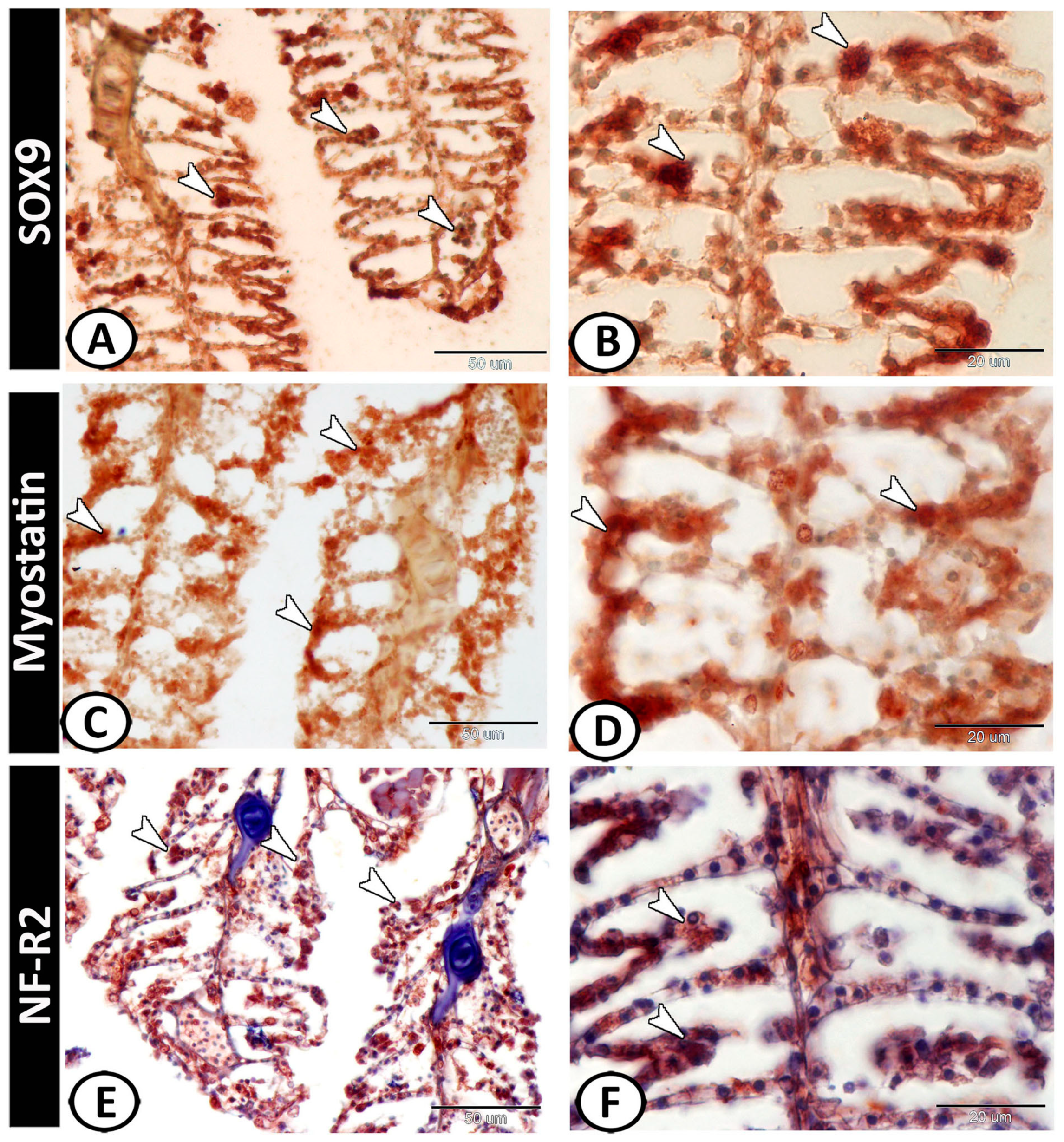 Fishes 08 00195 g006