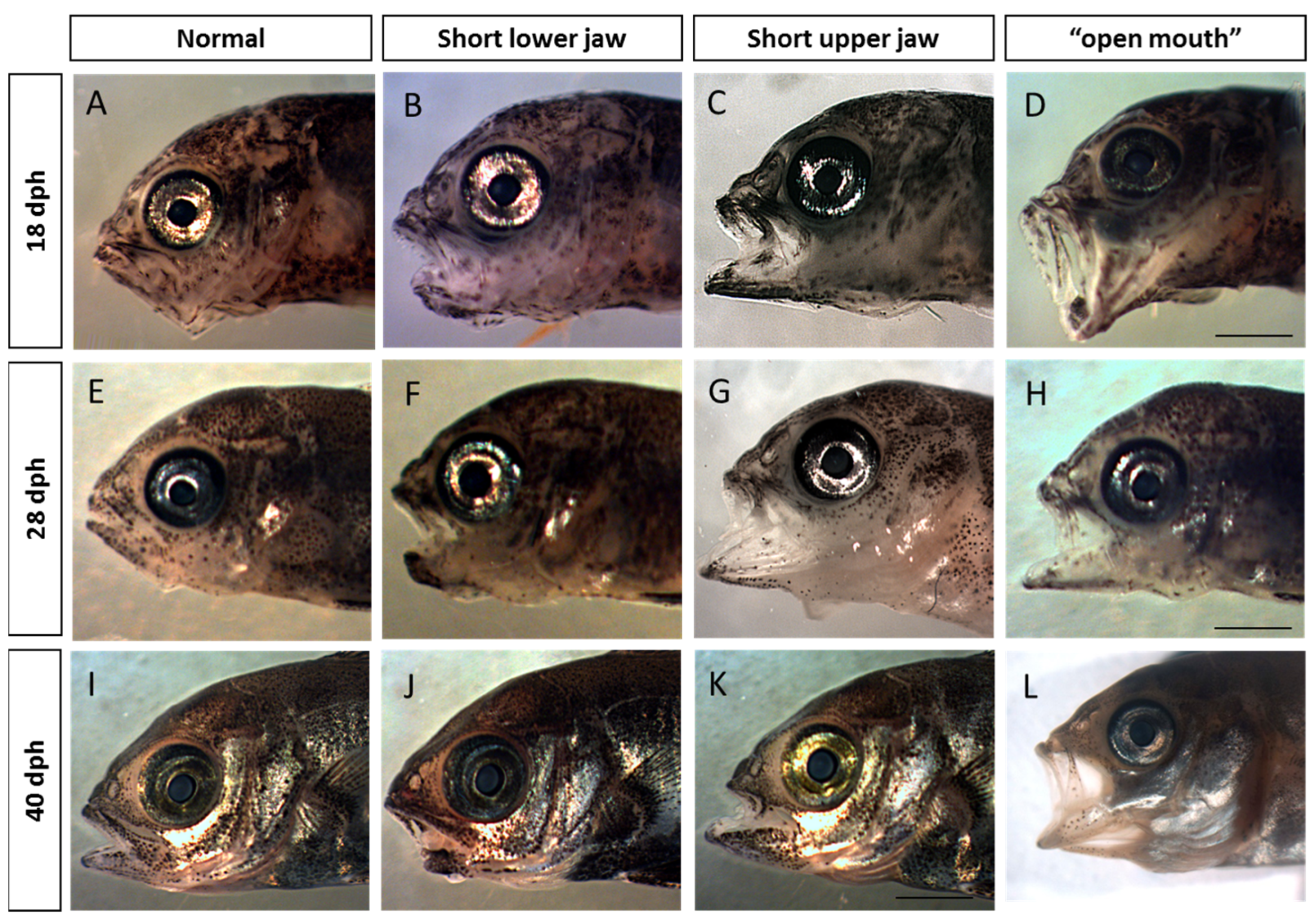 Fishes 08 00200 g002