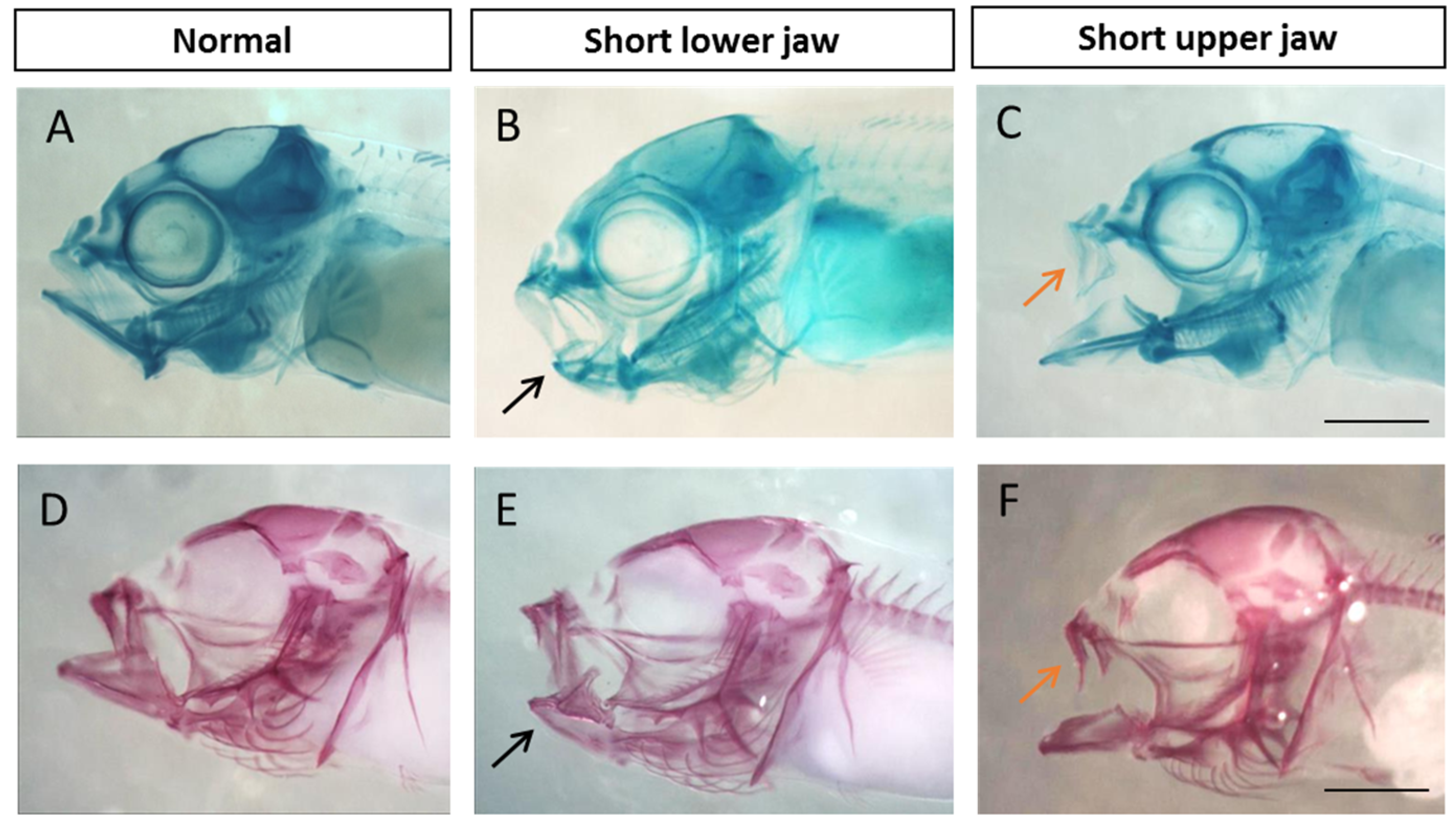 Fishes 08 00200 g003