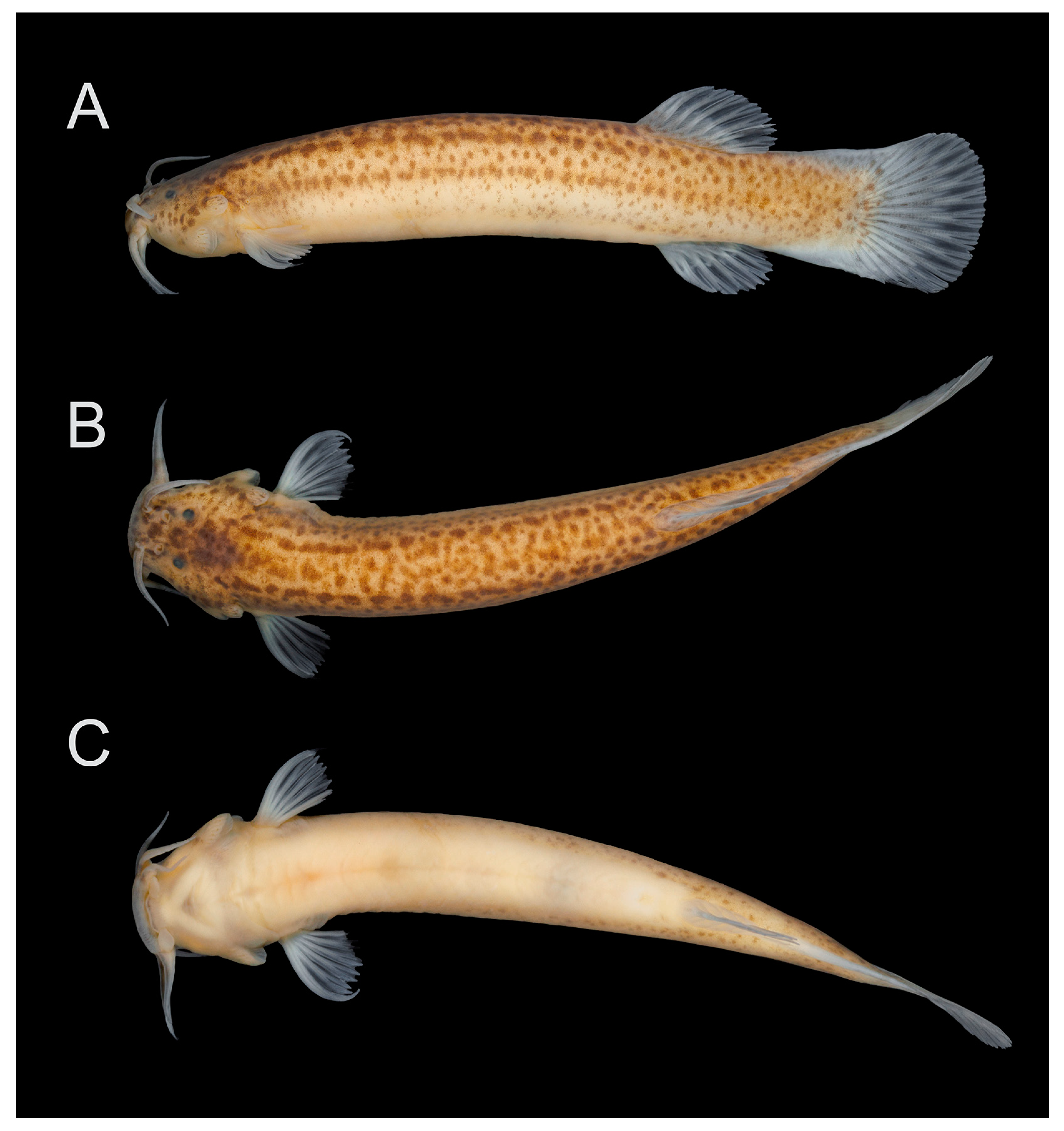 Fishes 08 00206 g002