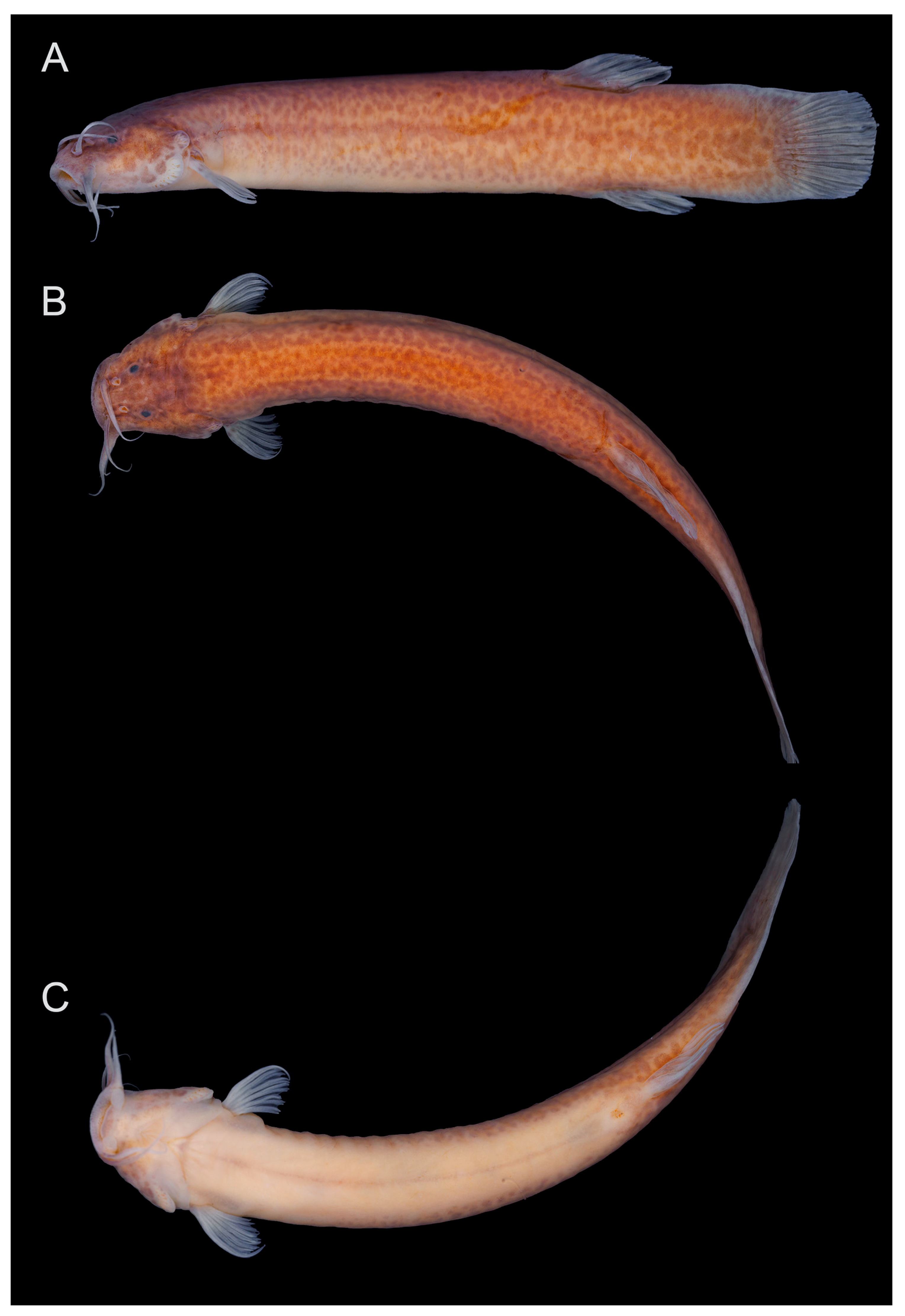 Fishes 08 00206 g008