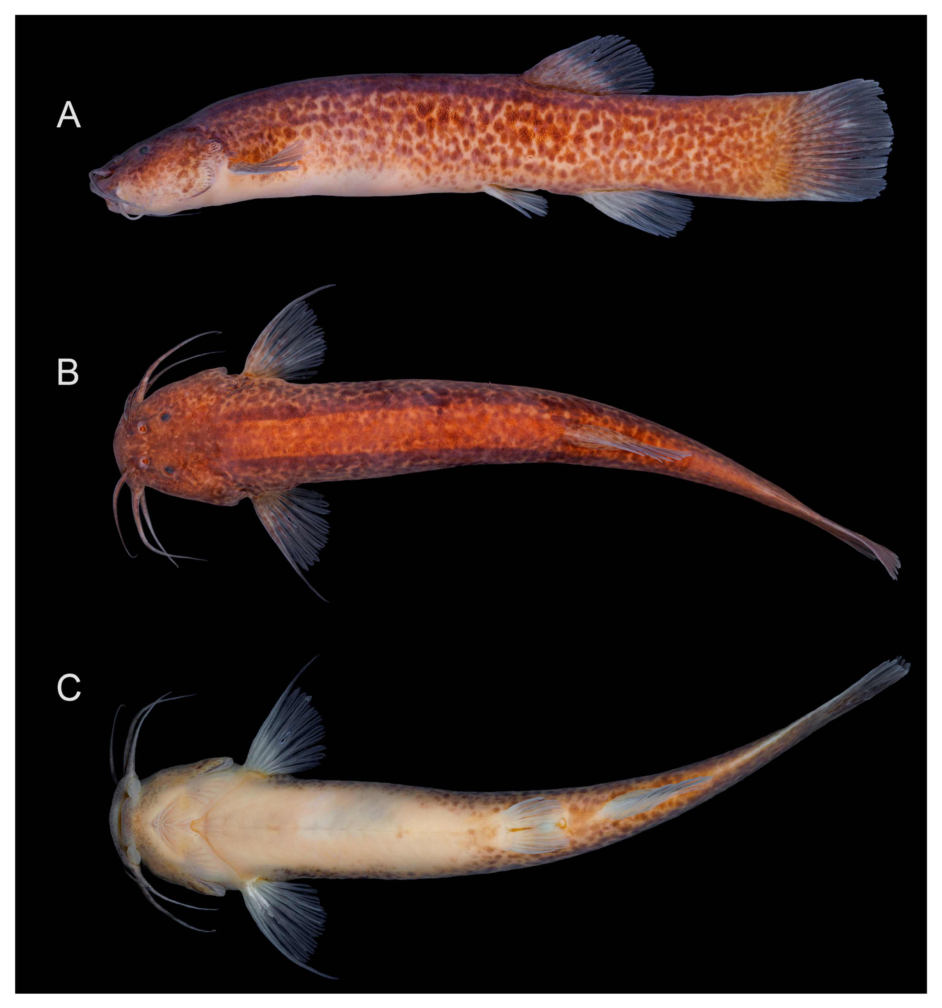 Fishes 08 00206 g011