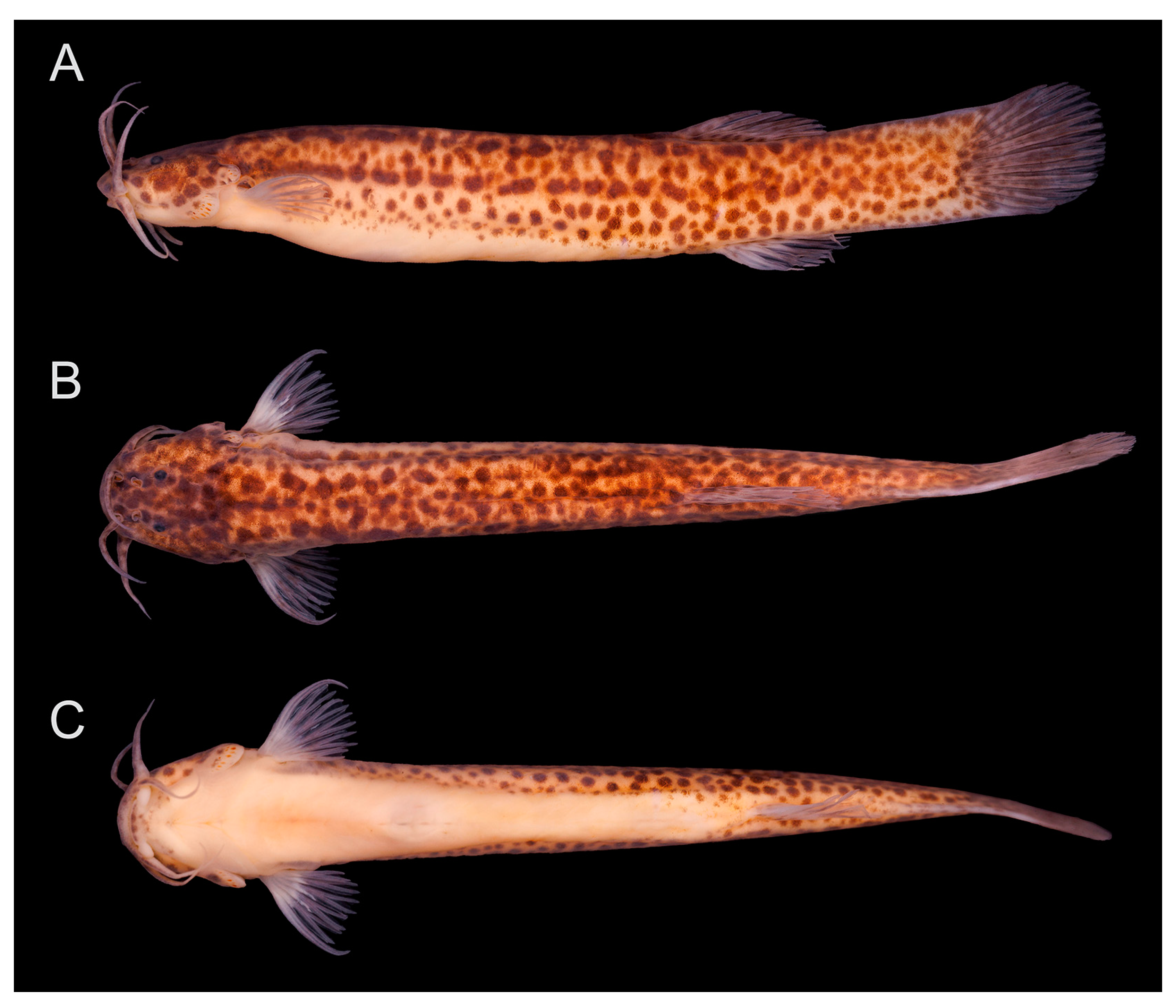 Fishes 08 00206 g012