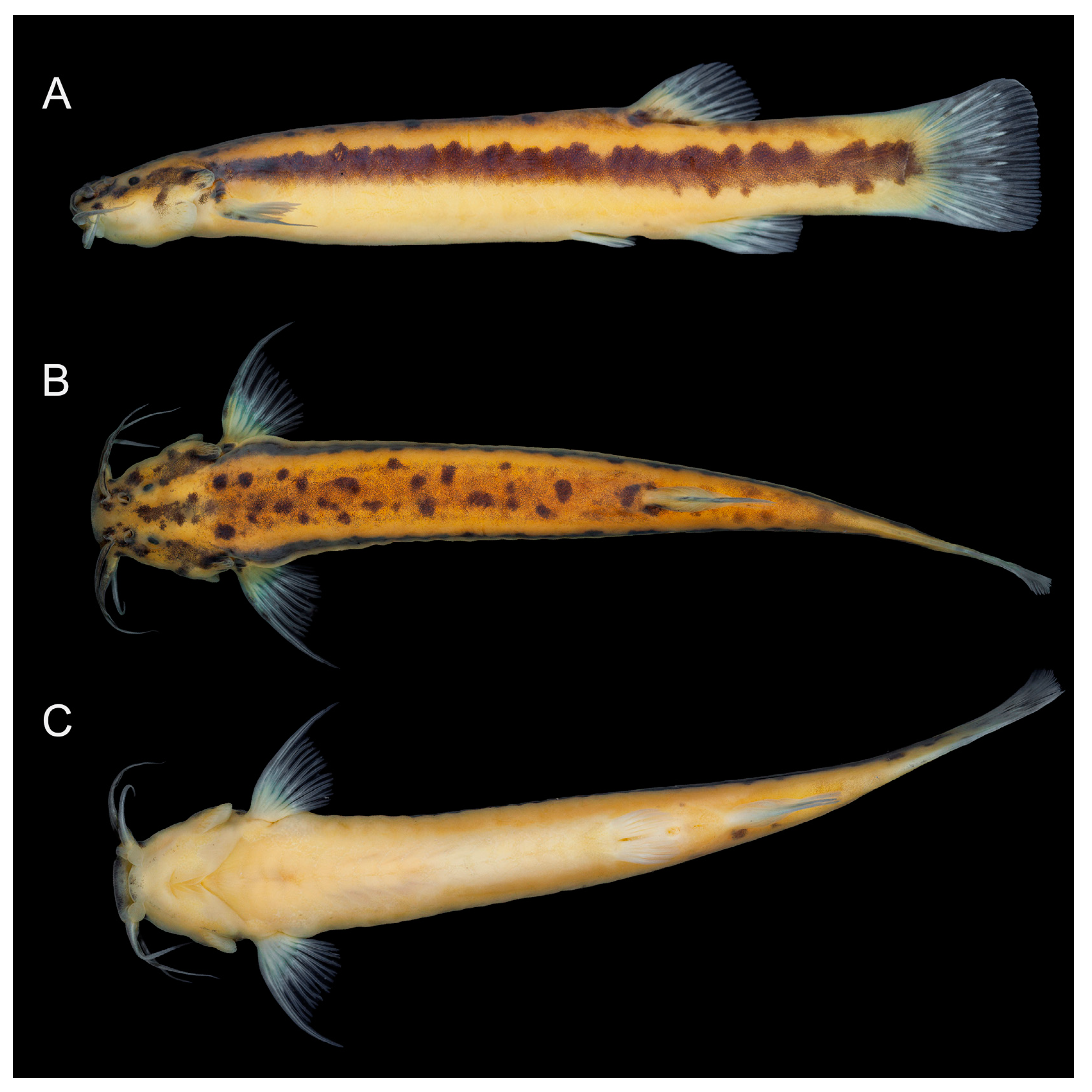 Fishes 08 00206 g013