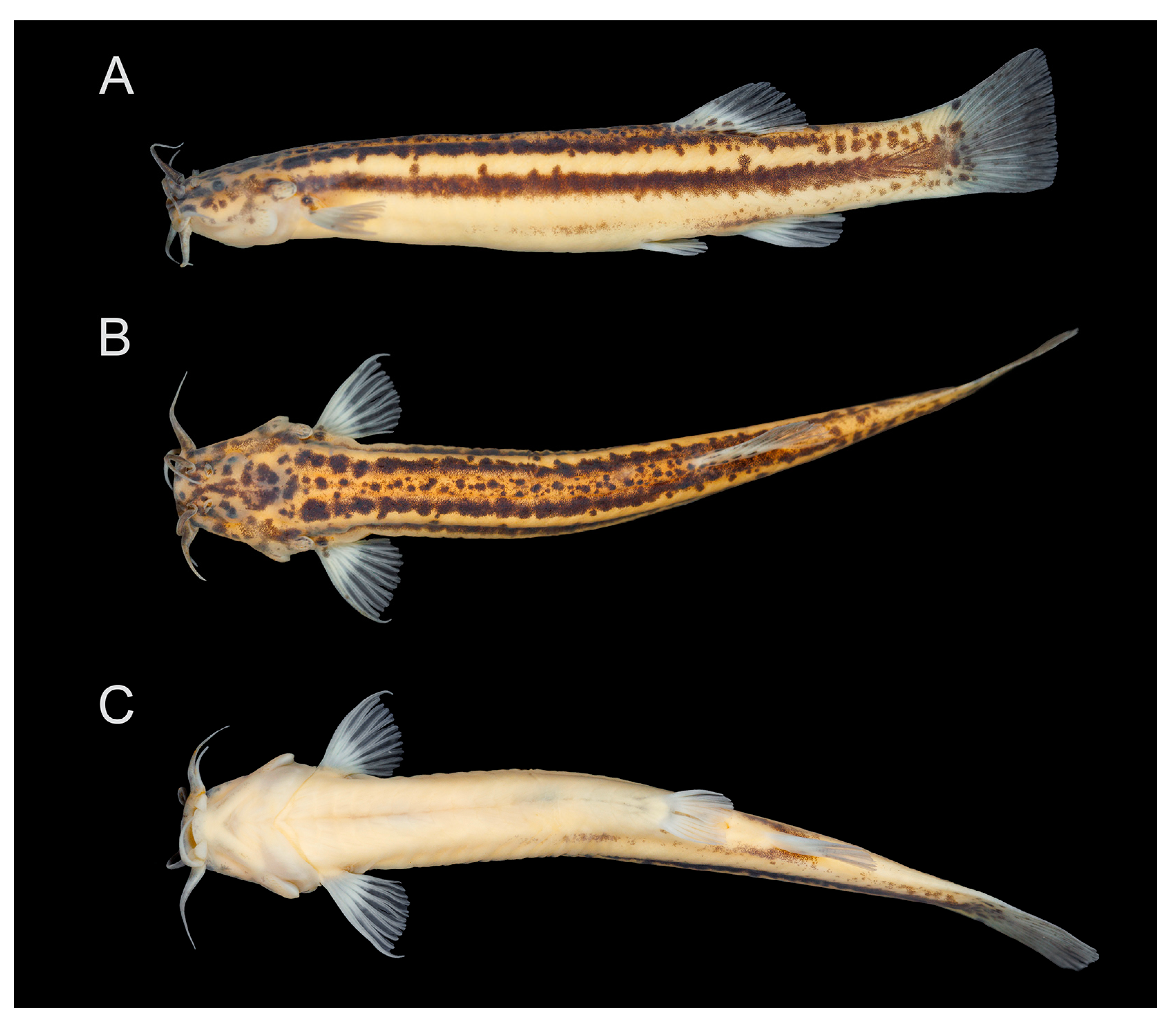 Fishes 08 00206 g014