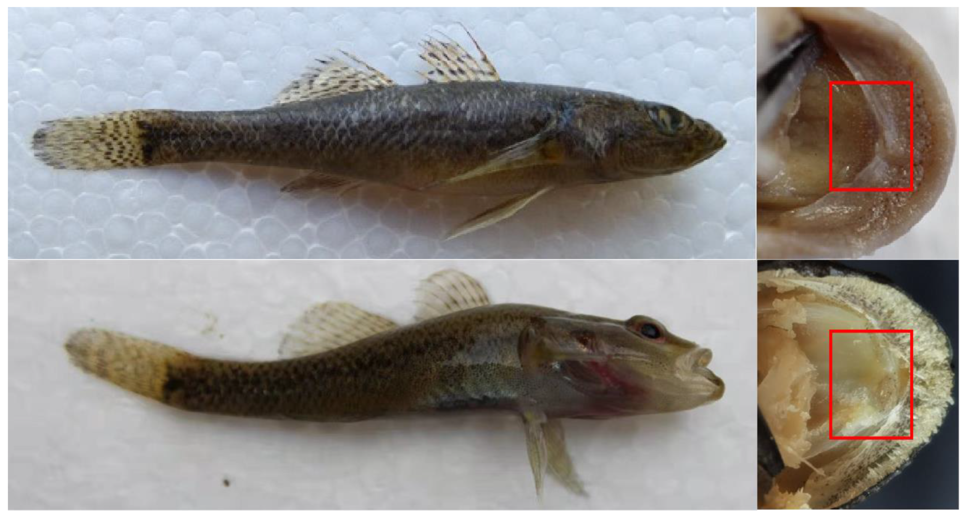 Fishes 08 00228 g002