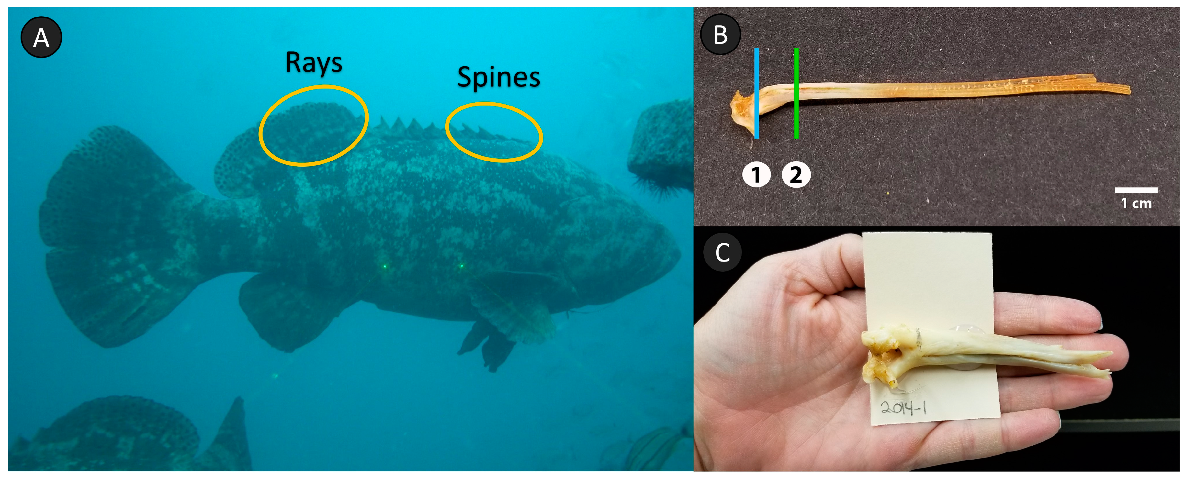 Fishes 08 00239 g003