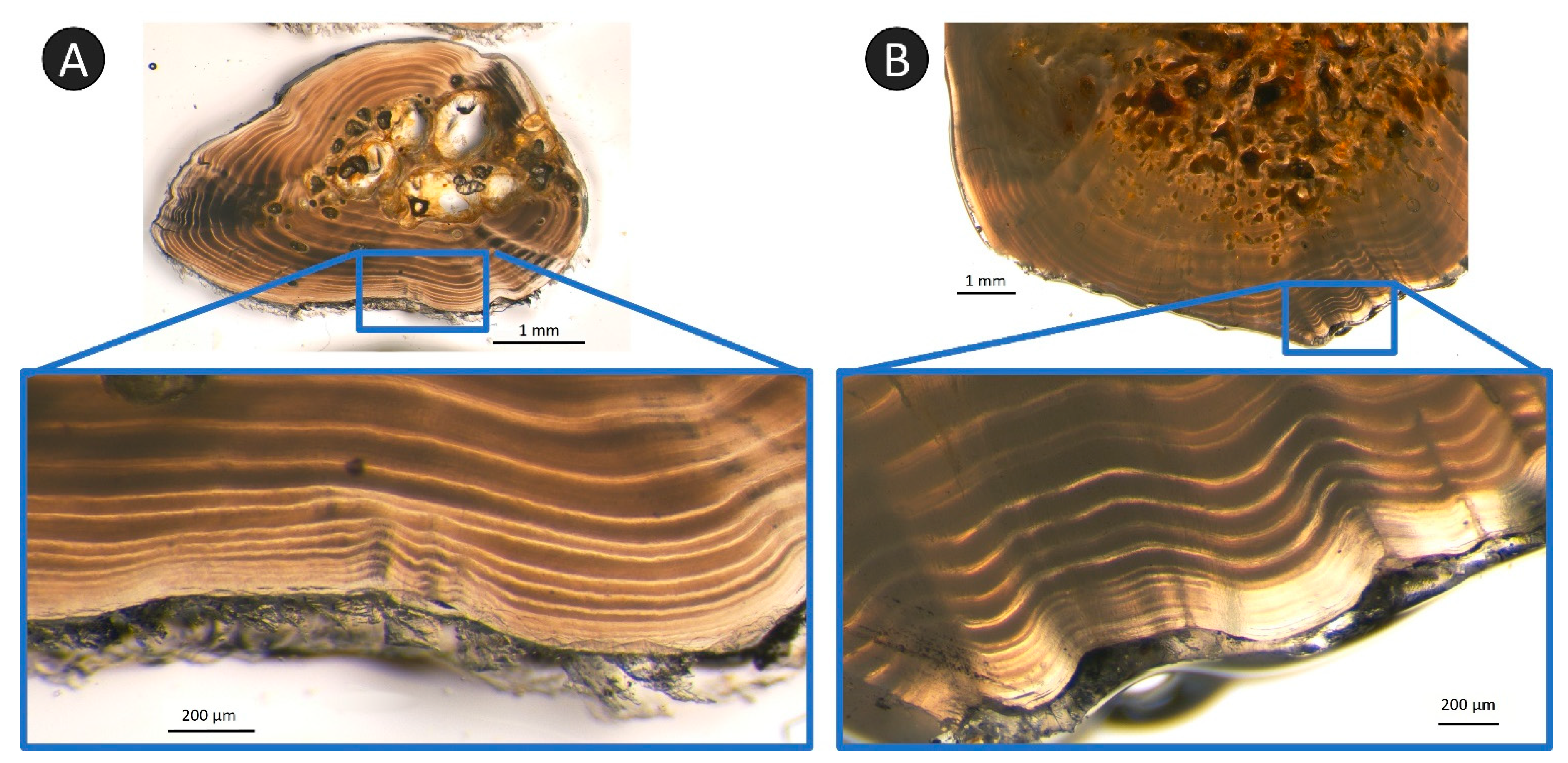 Fishes 08 00239 g012