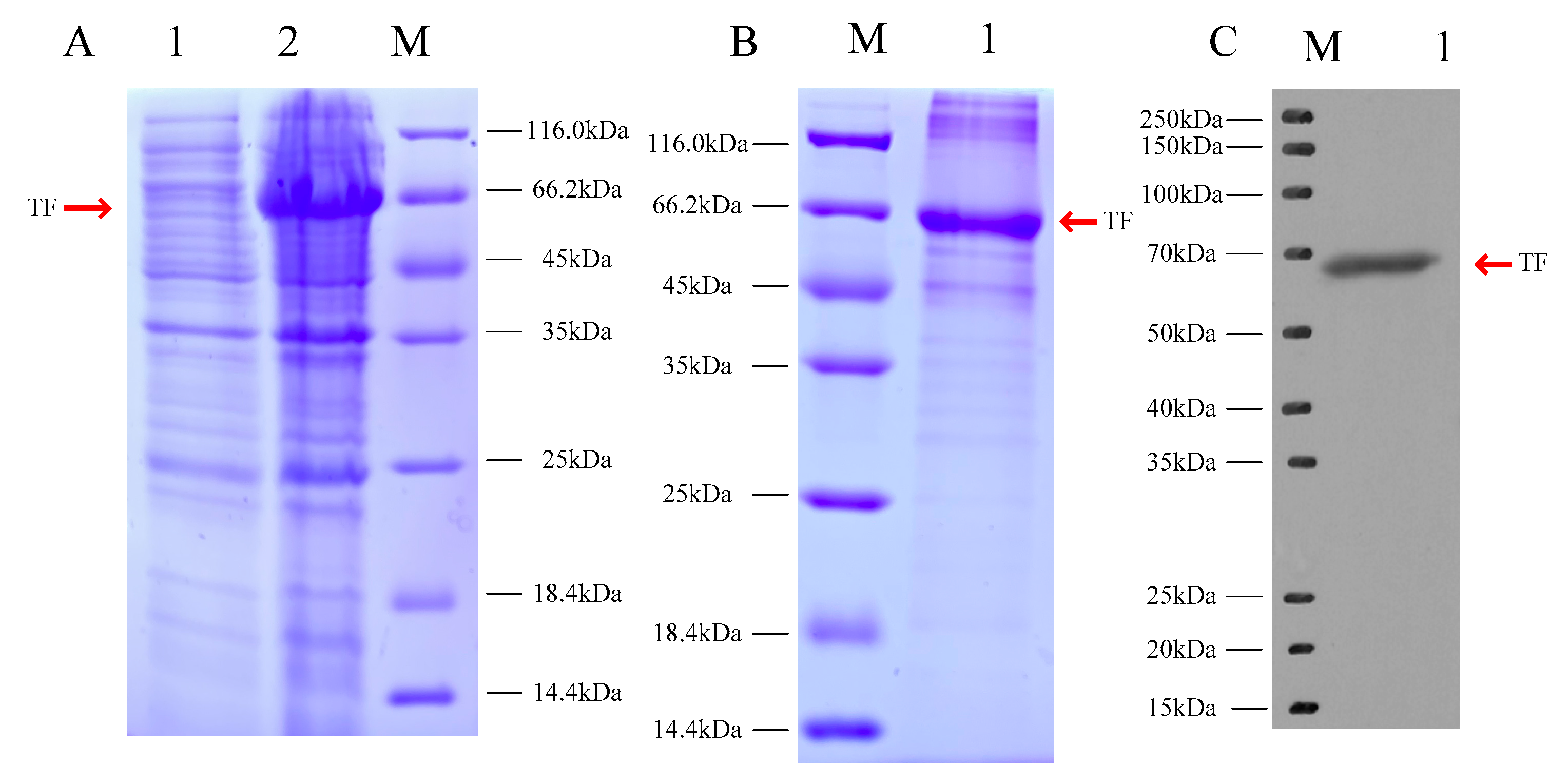 Fishes 08 00241 g002