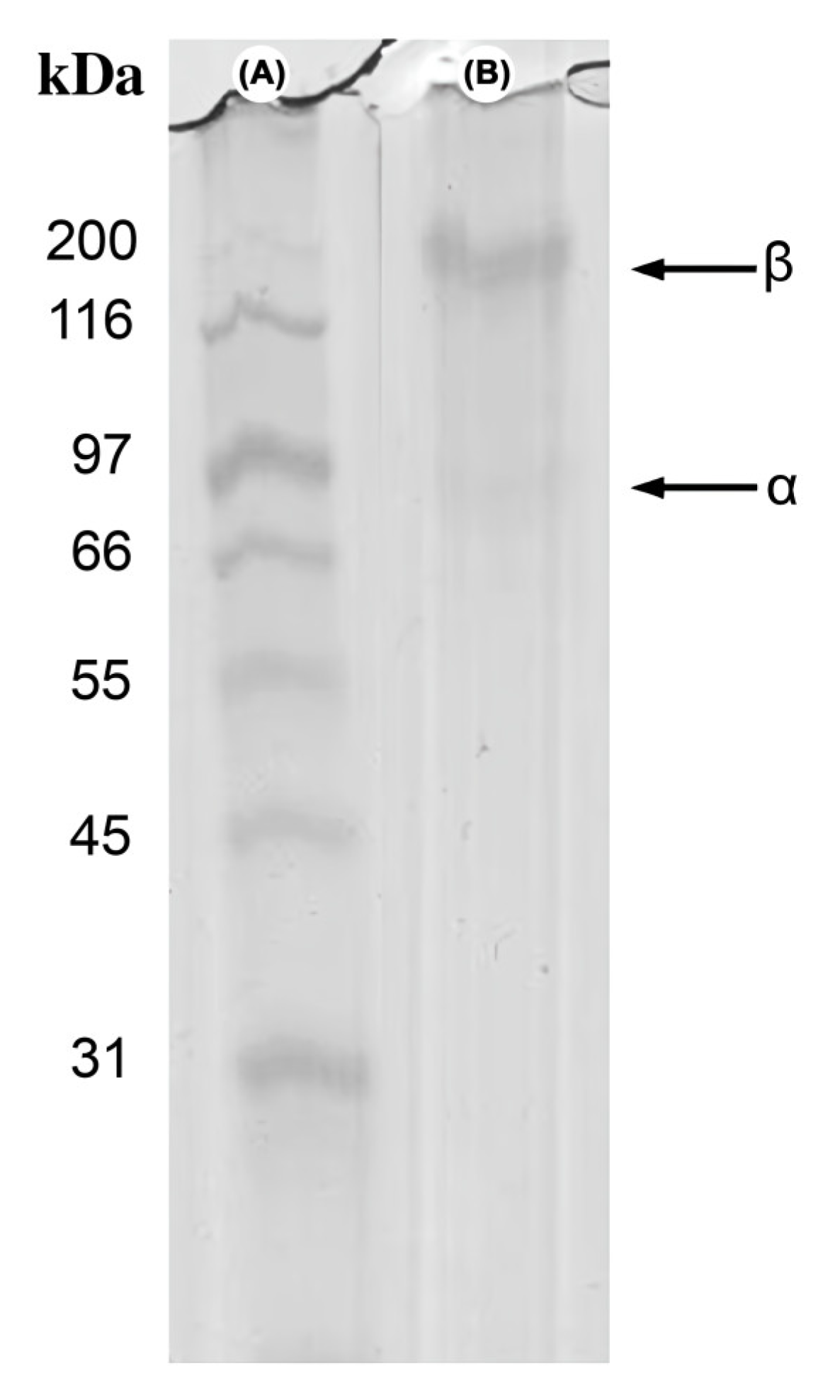 Fishes 08 00246 g003