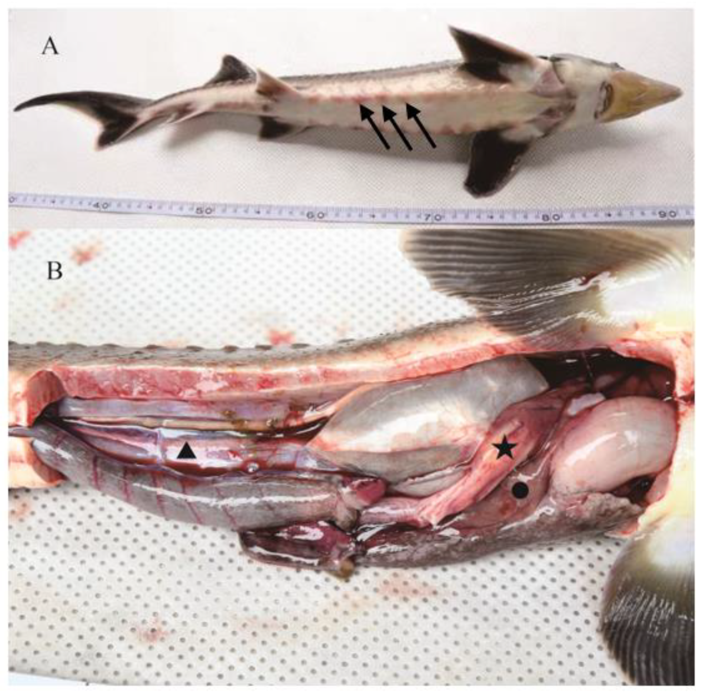 Fishes 08 00250 g001