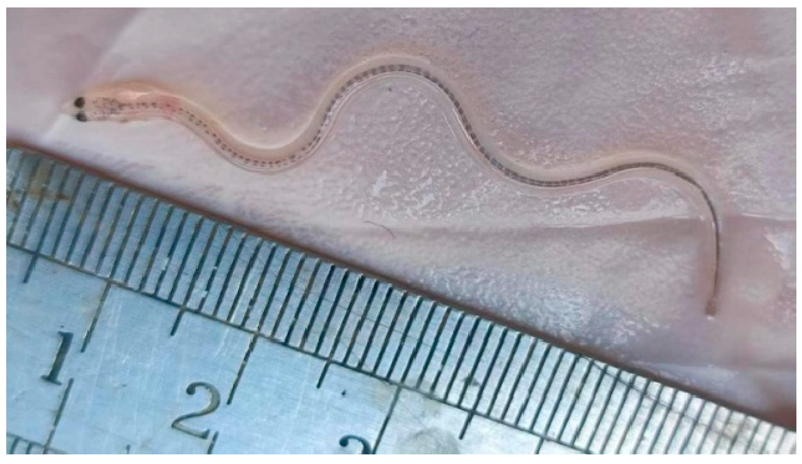 Fishes 08 00256 g004 Fishes 08 00256 g004