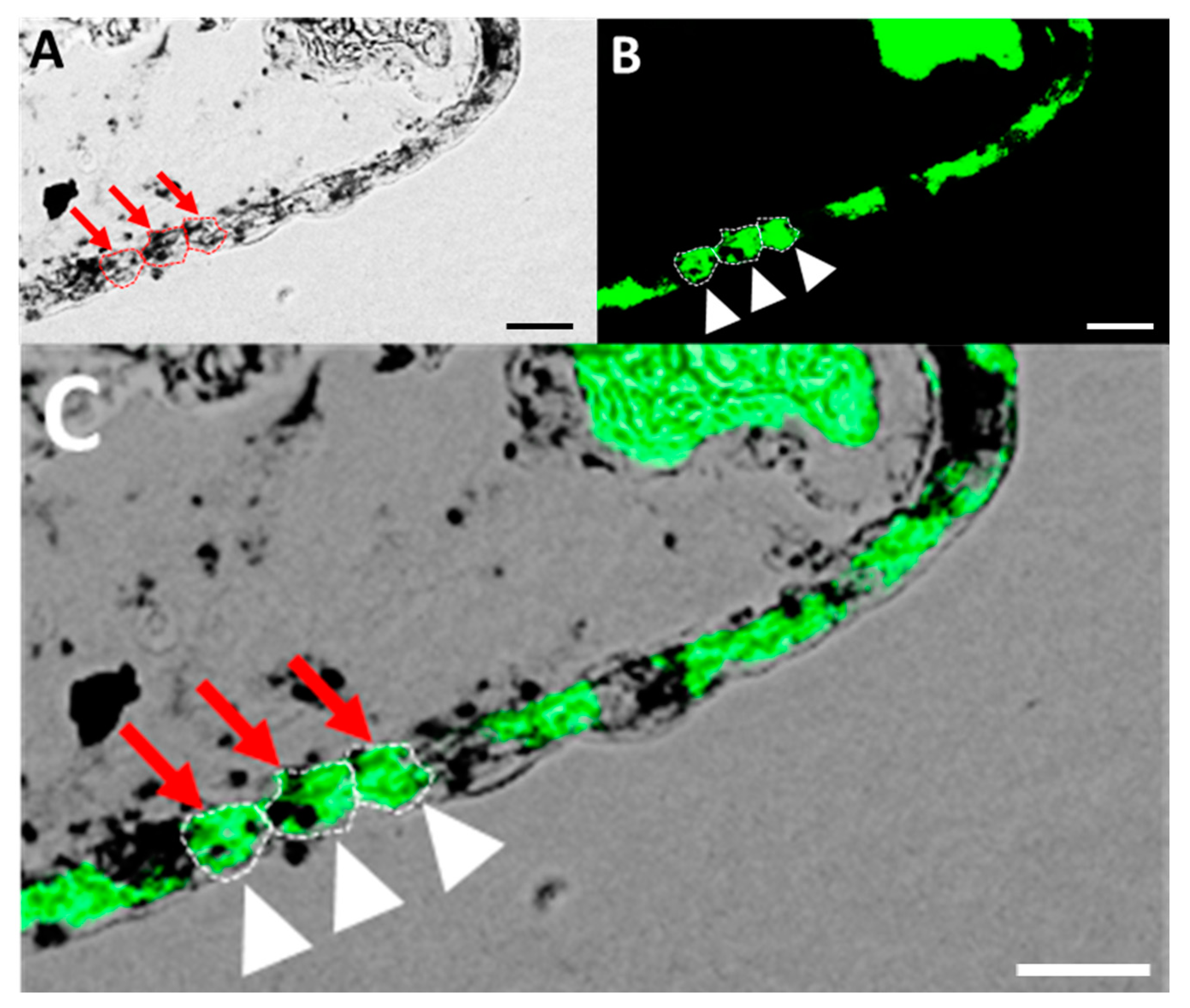 Fishes 08 00267 g004 Fishes 08 00267 g004