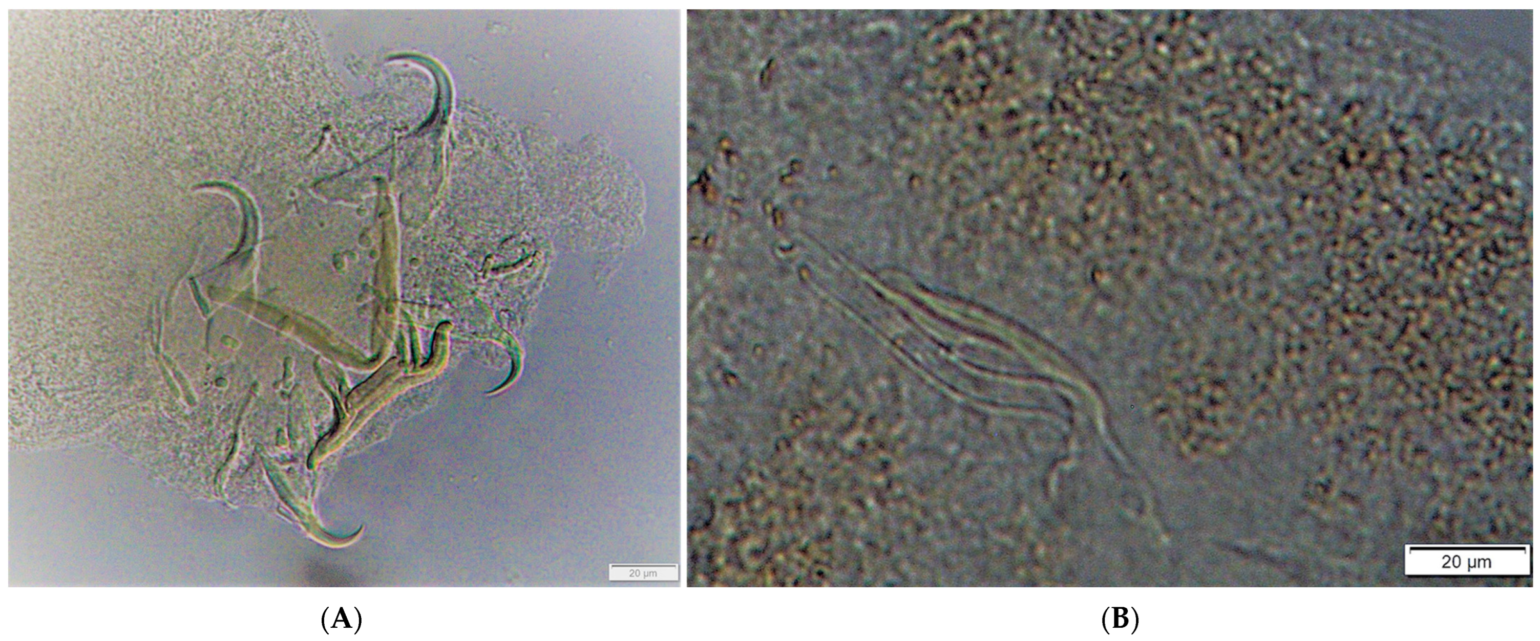 Fishes 08 00273 g002