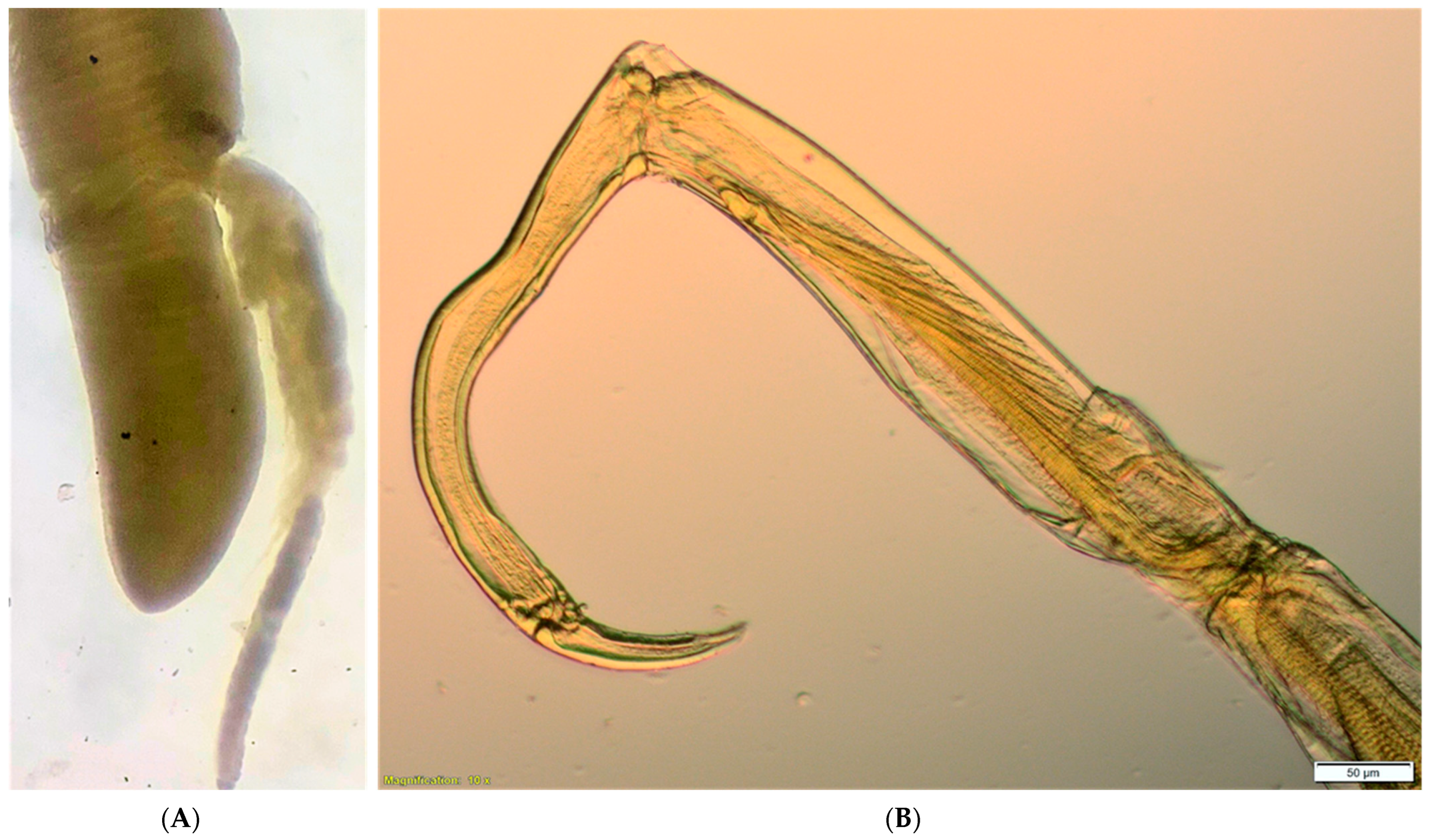 Fishes 08 00273 g003