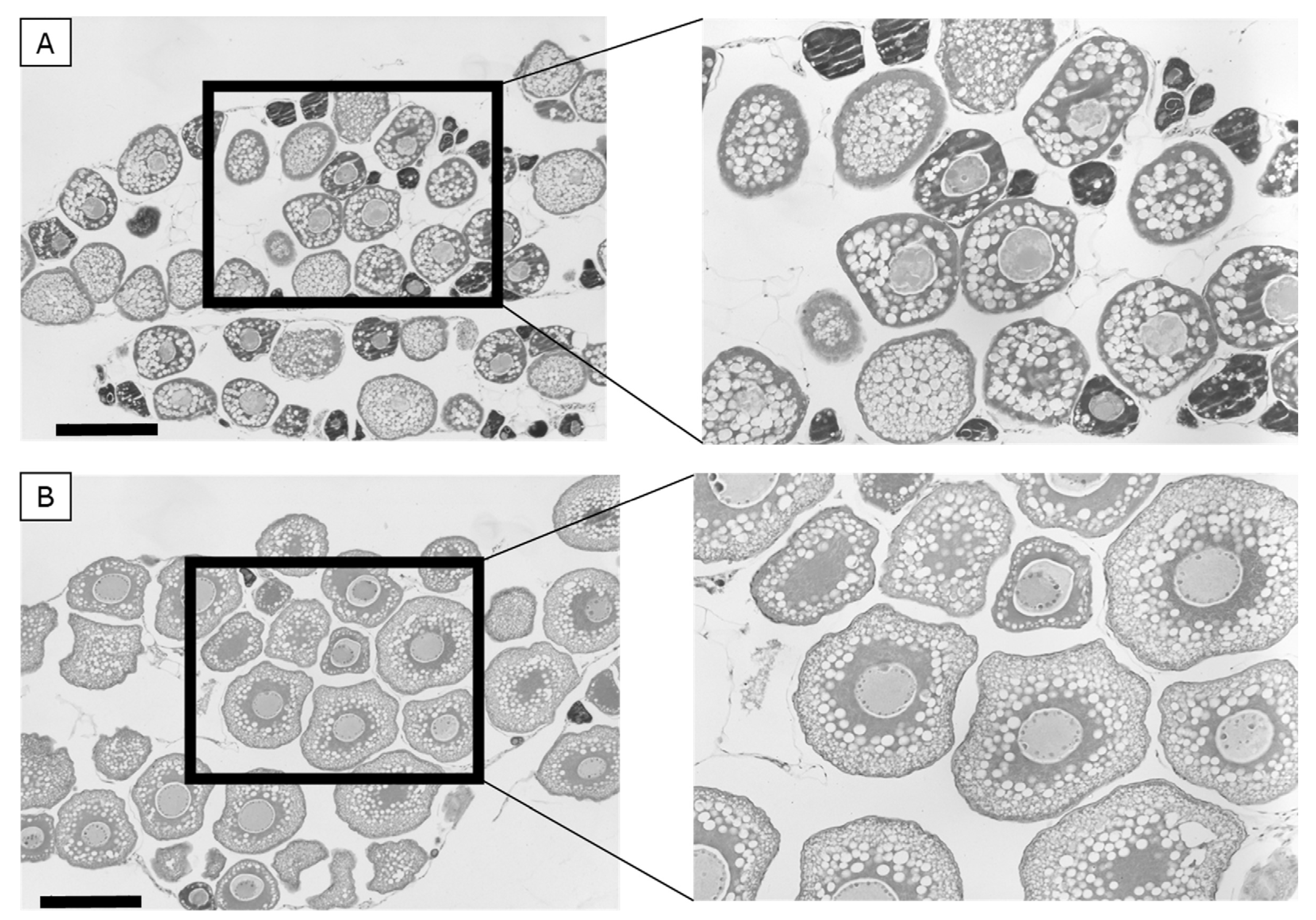 Fishes 08 00281 g004 Fishes 08 00281 g004