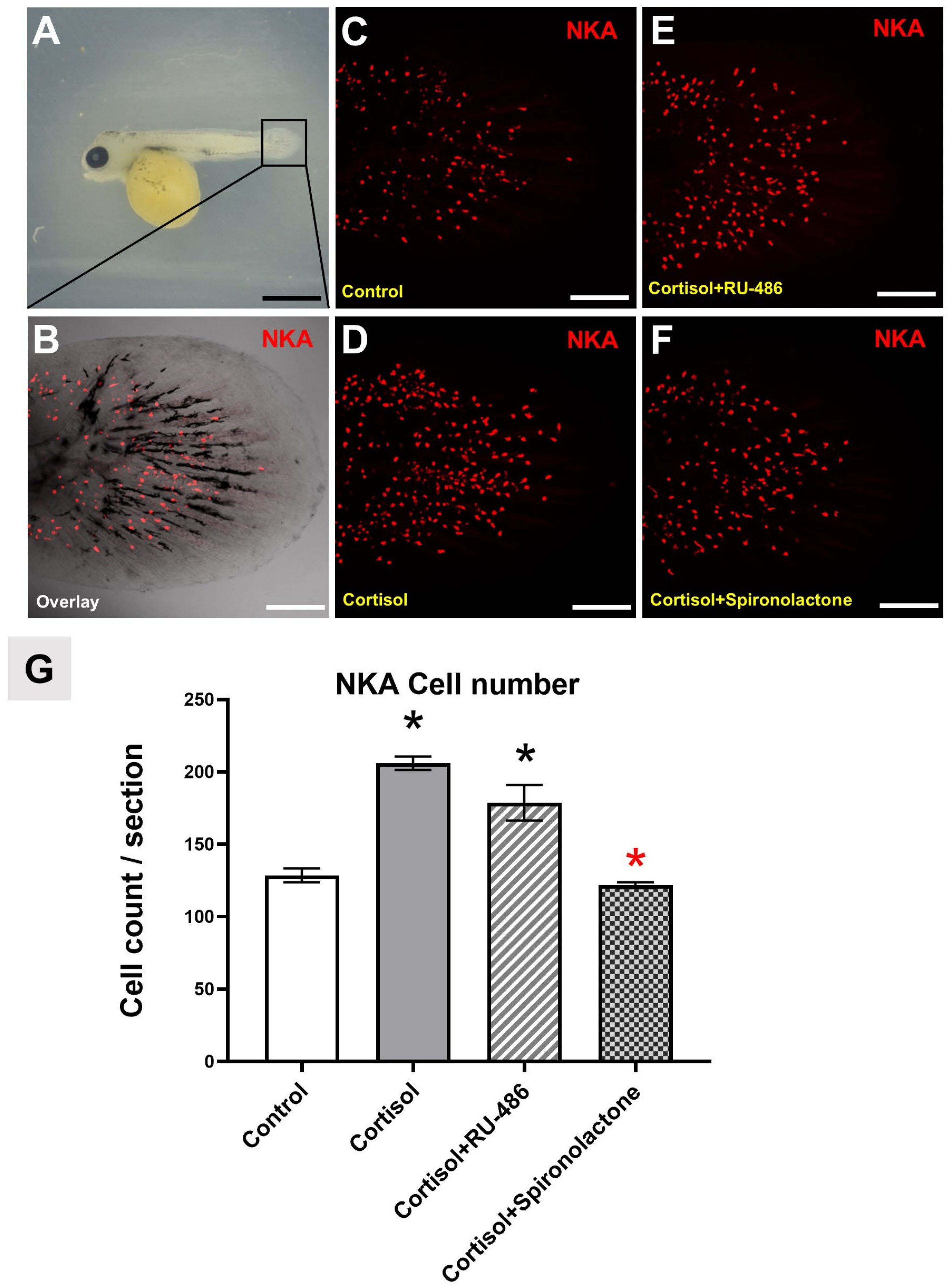 Fishes 08 00283 g001 Fishes 08 00283 g001
