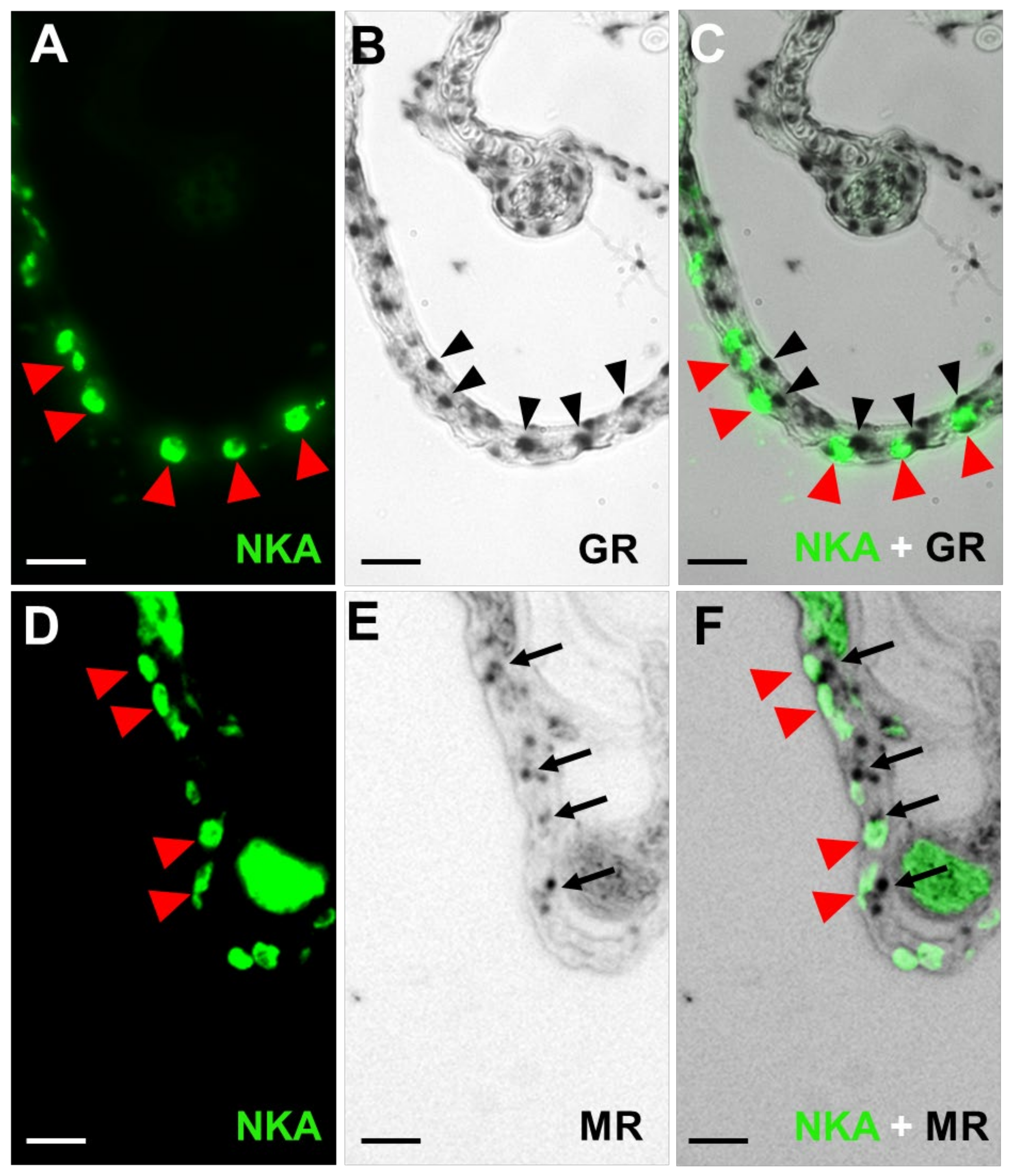 Fishes 08 00283 g002 Fishes 08 00283 g002