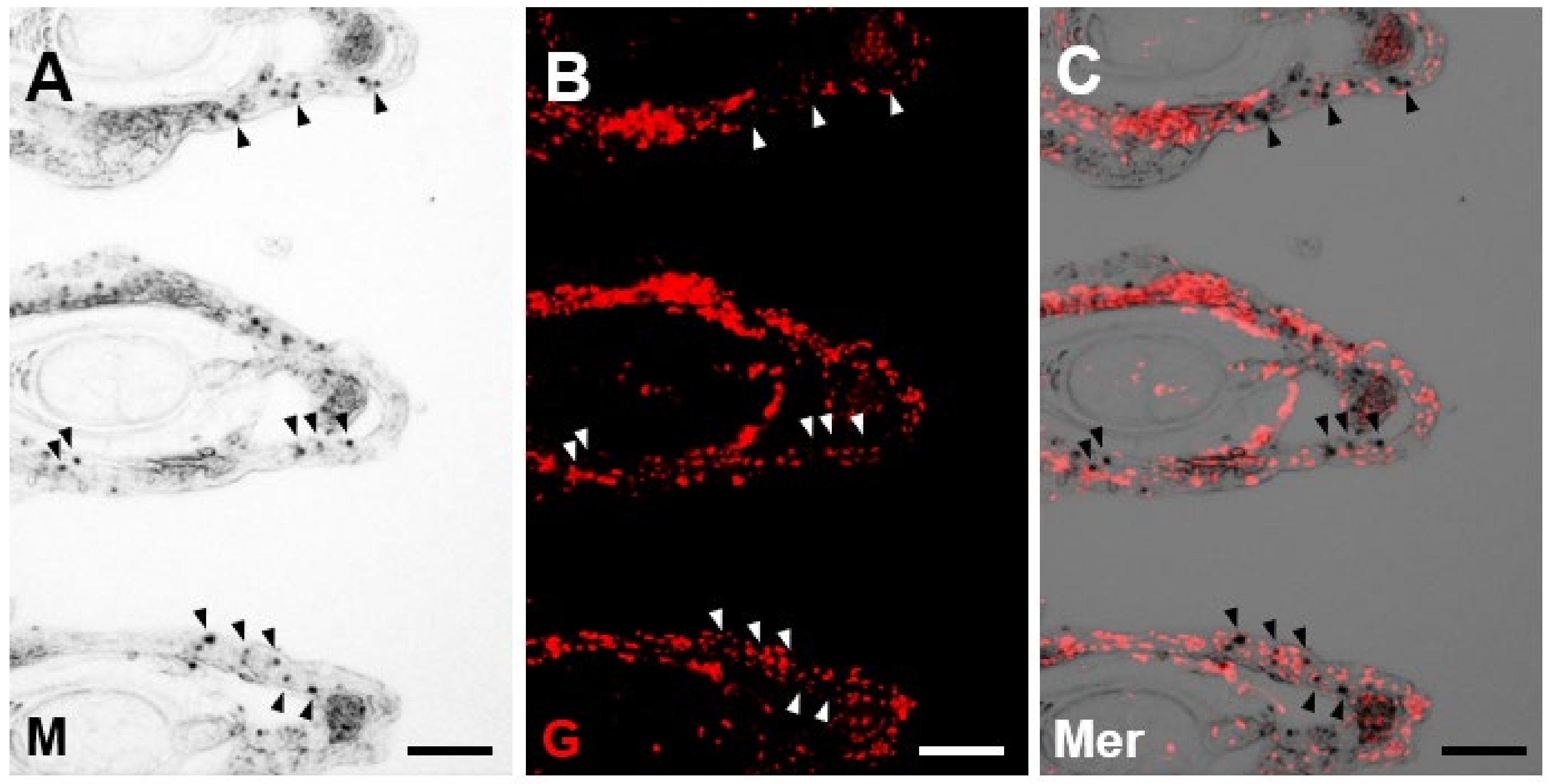Fishes 08 00283 g003 Fishes 08 00283 g003