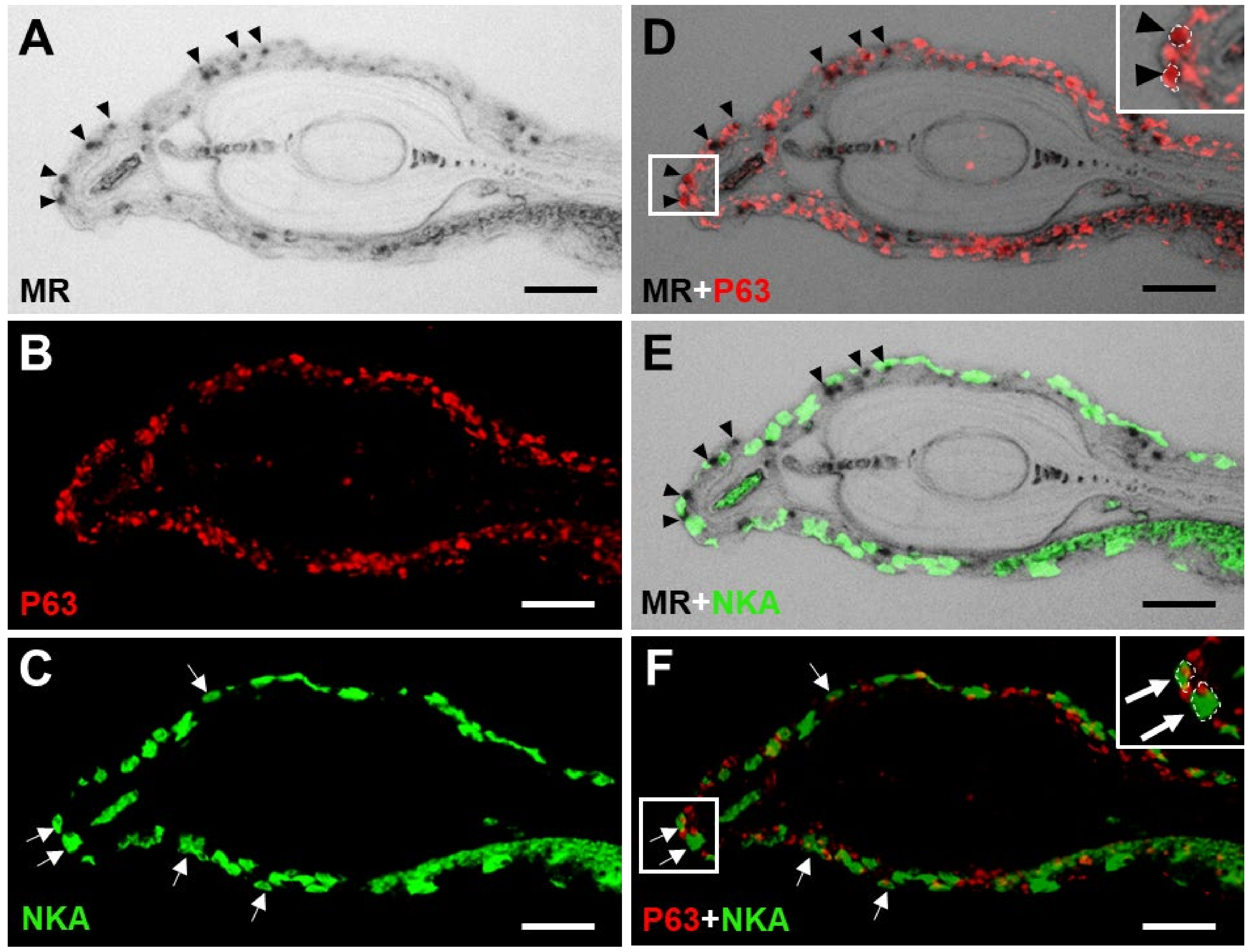Fishes 08 00283 g004 Fishes 08 00283 g004