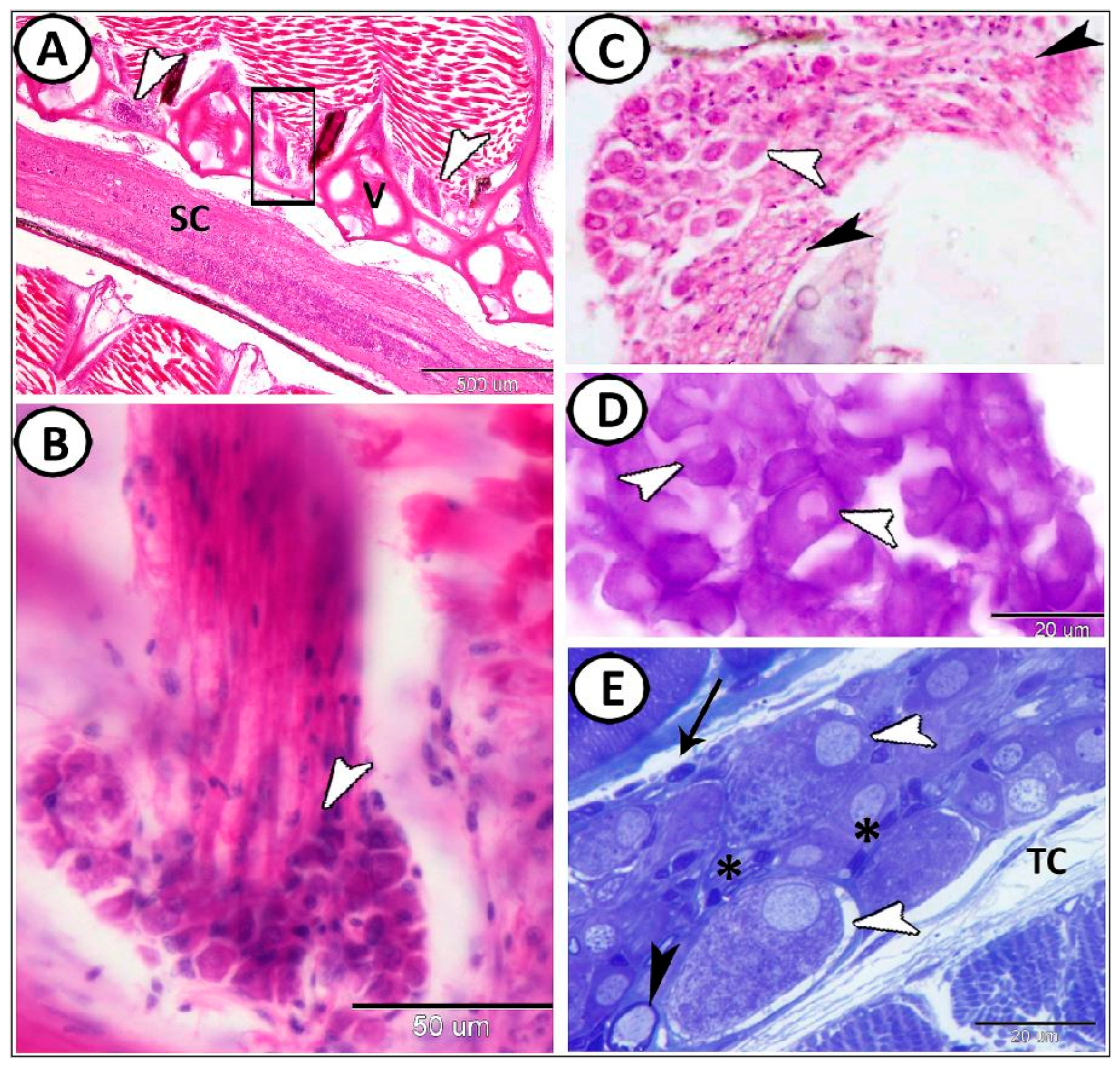 Fishes 08 00289 g001 Fishes 08 00289 g001