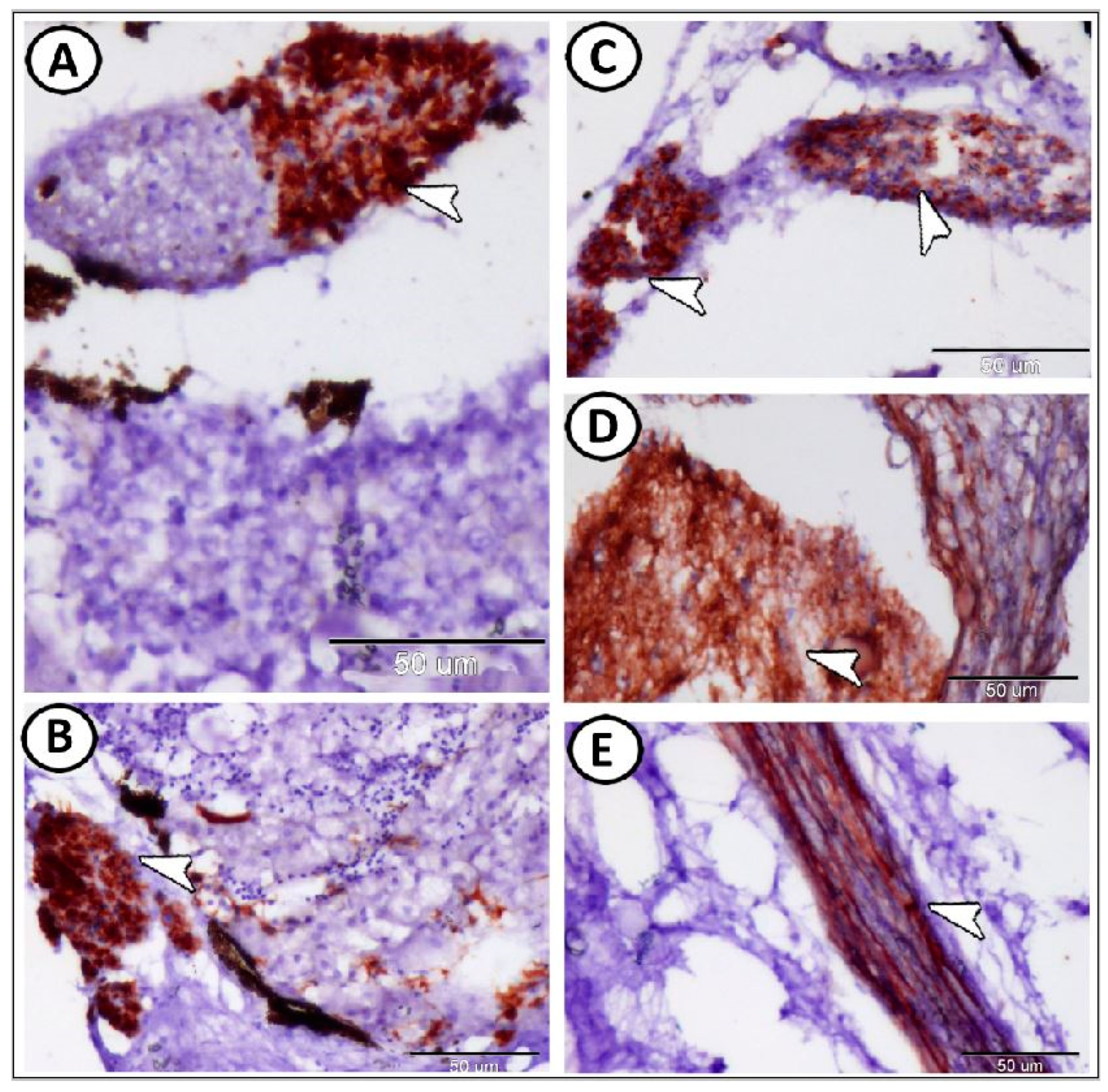 Fishes 08 00289 g004 Fishes 08 00289 g004