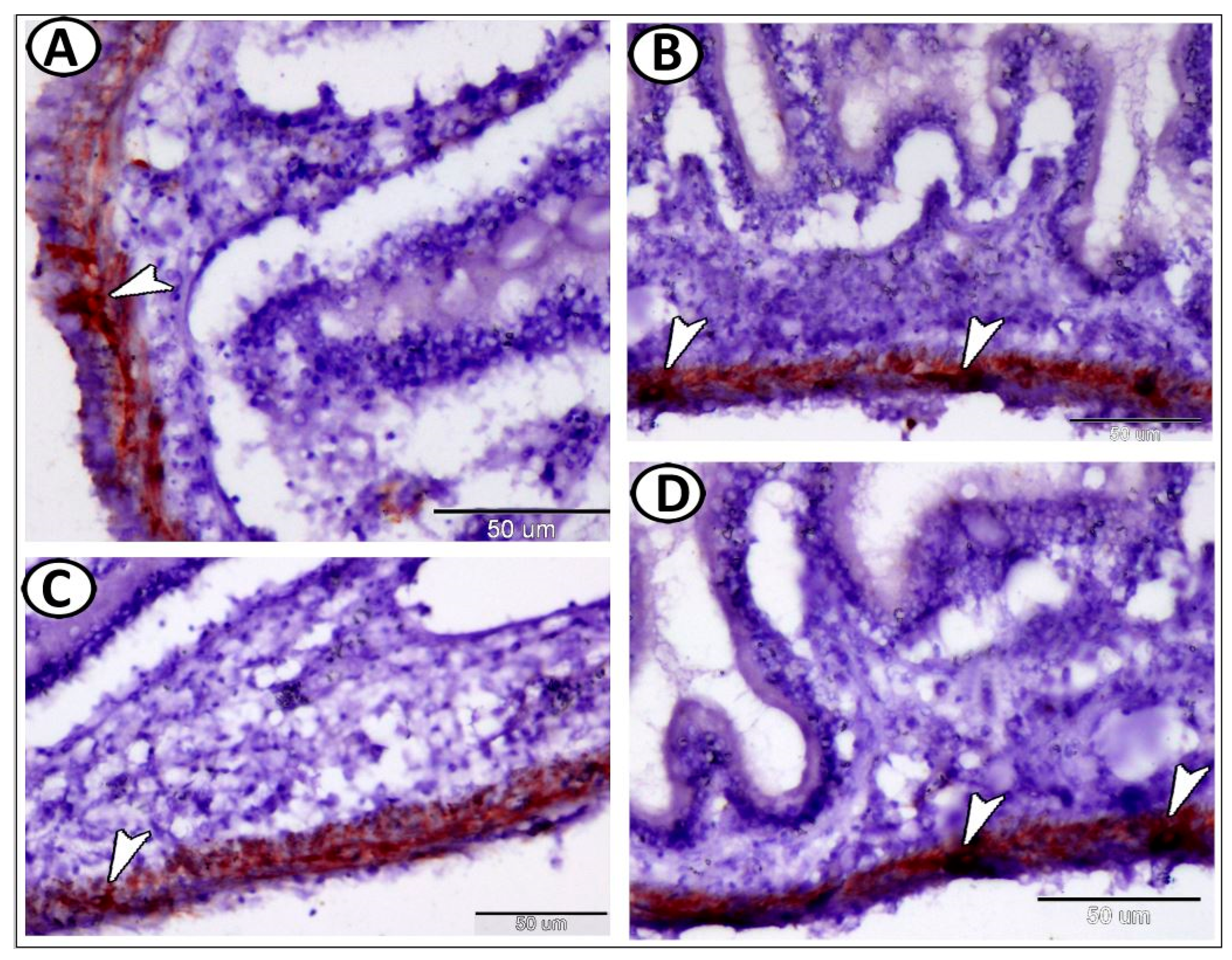 Fishes 08 00289 g005 Fishes 08 00289 g005