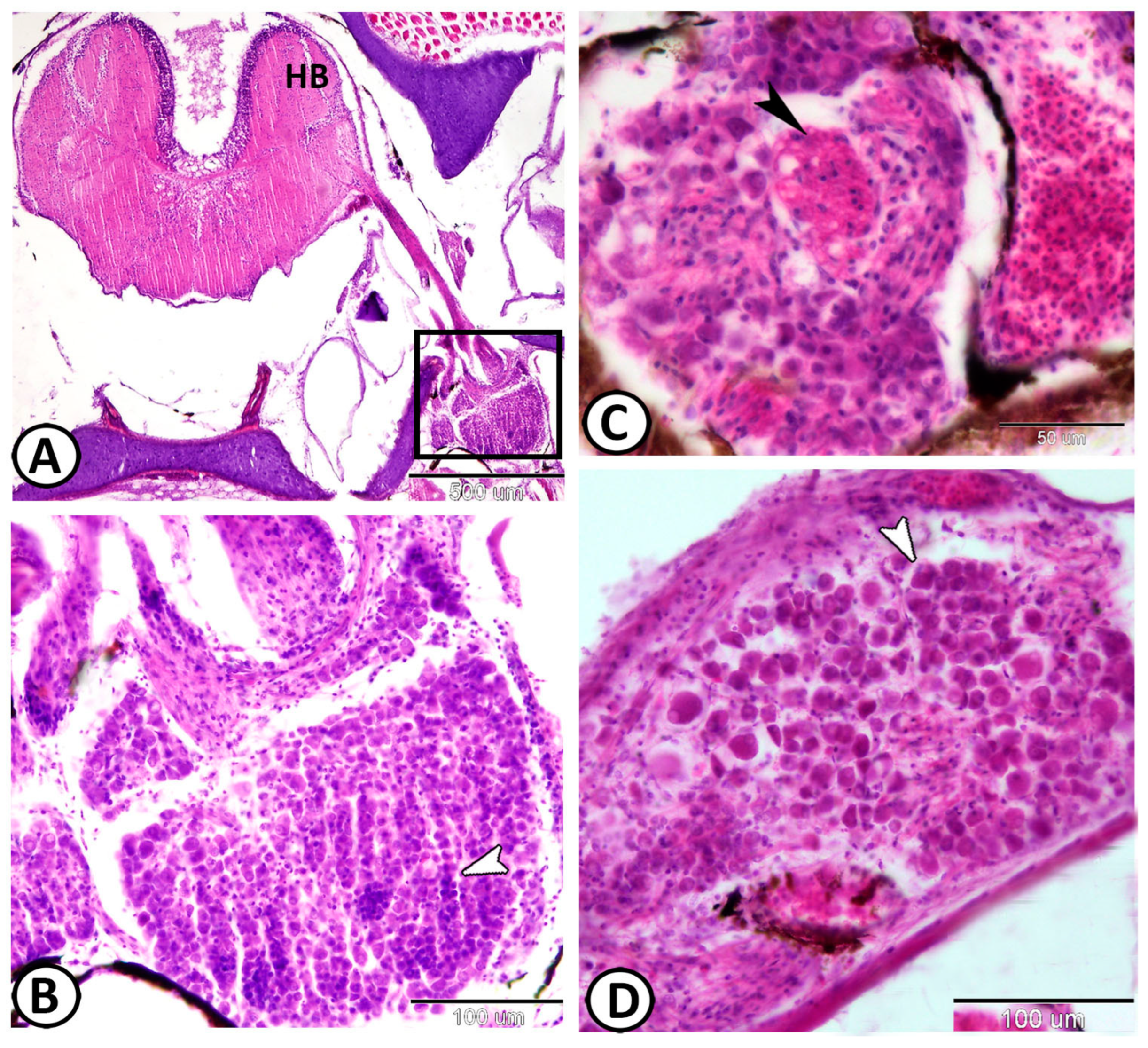 Fishes 08 00289 g007 Fishes 08 00289 g007