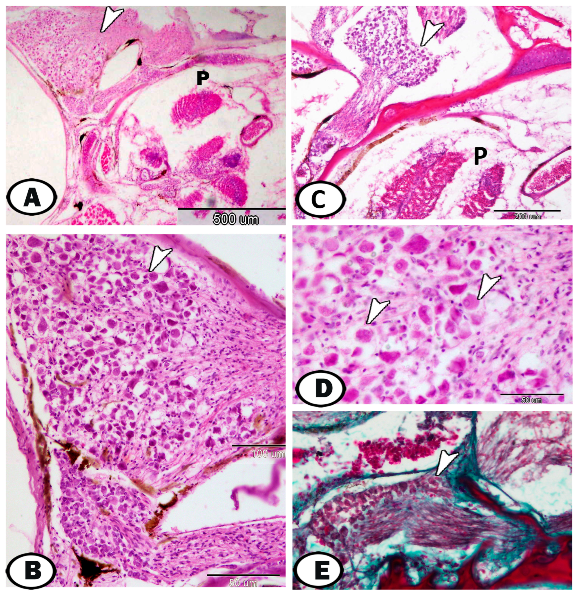 Fishes 08 00289 g008 Fishes 08 00289 g008