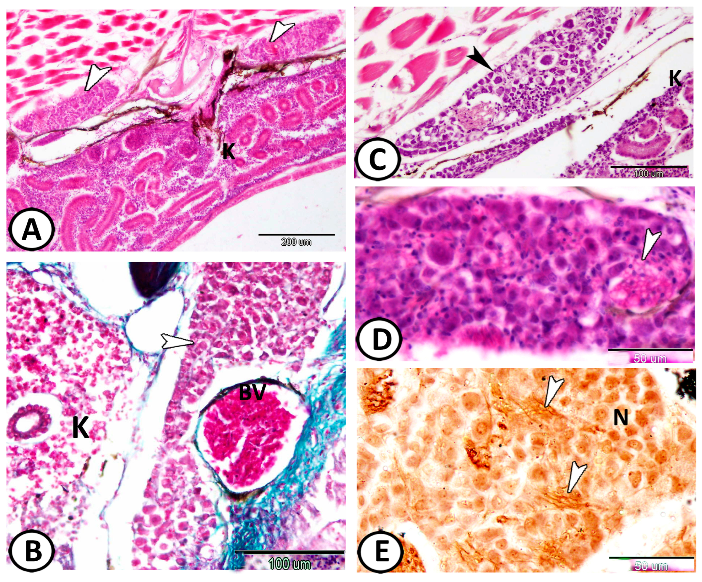 Fishes 08 00289 g010 Fishes 08 00289 g010