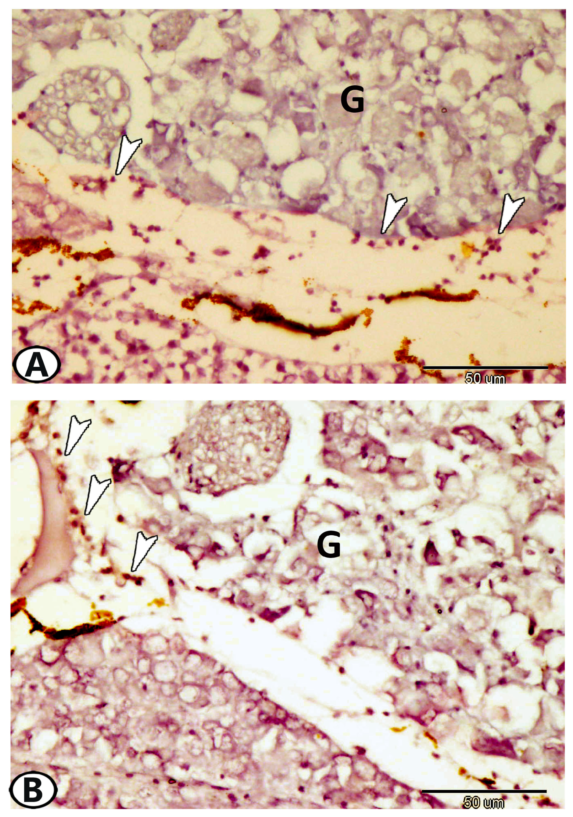 Fishes 08 00289 g012 Fishes 08 00289 g012