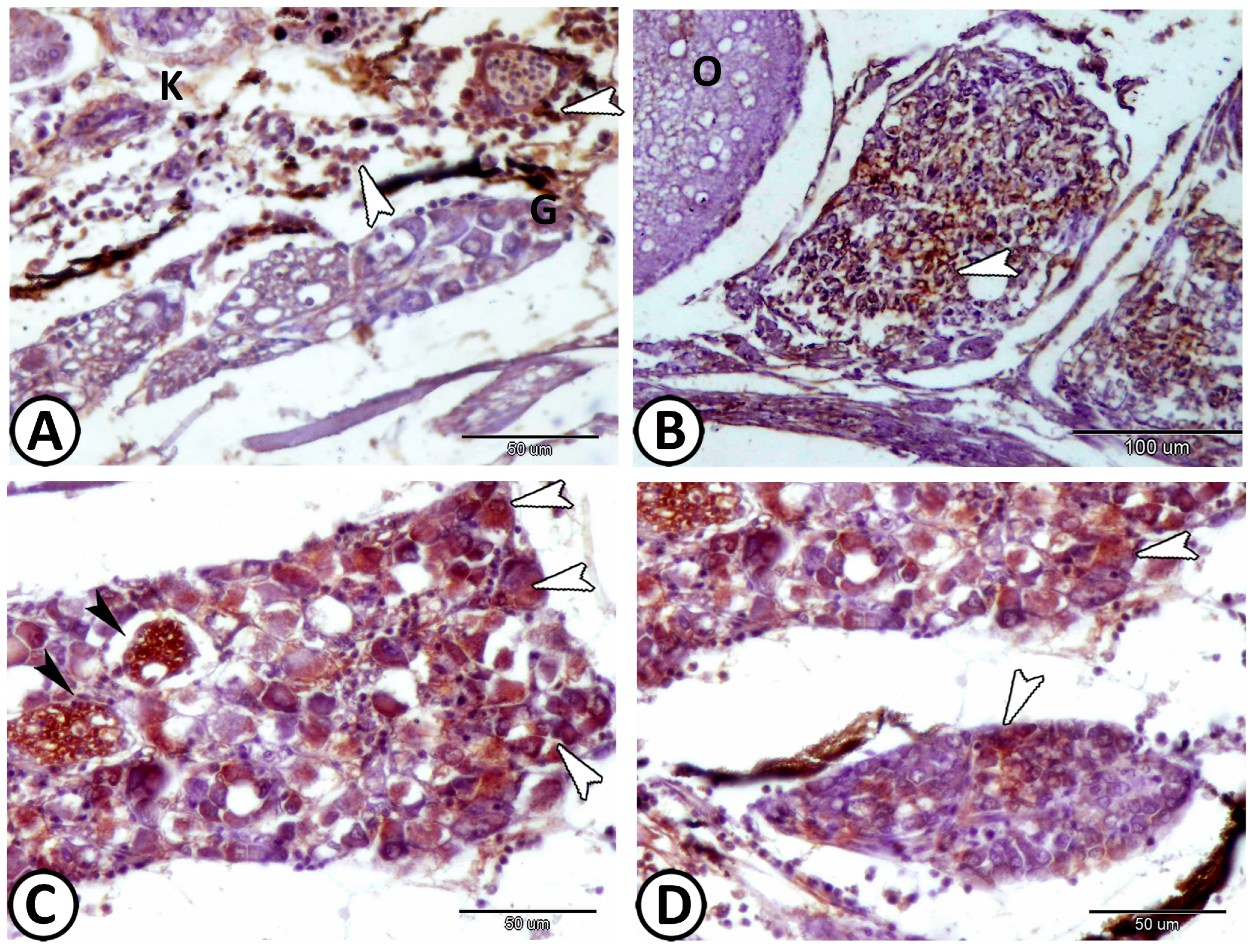 Fishes 08 00289 g013 Fishes 08 00289 g013