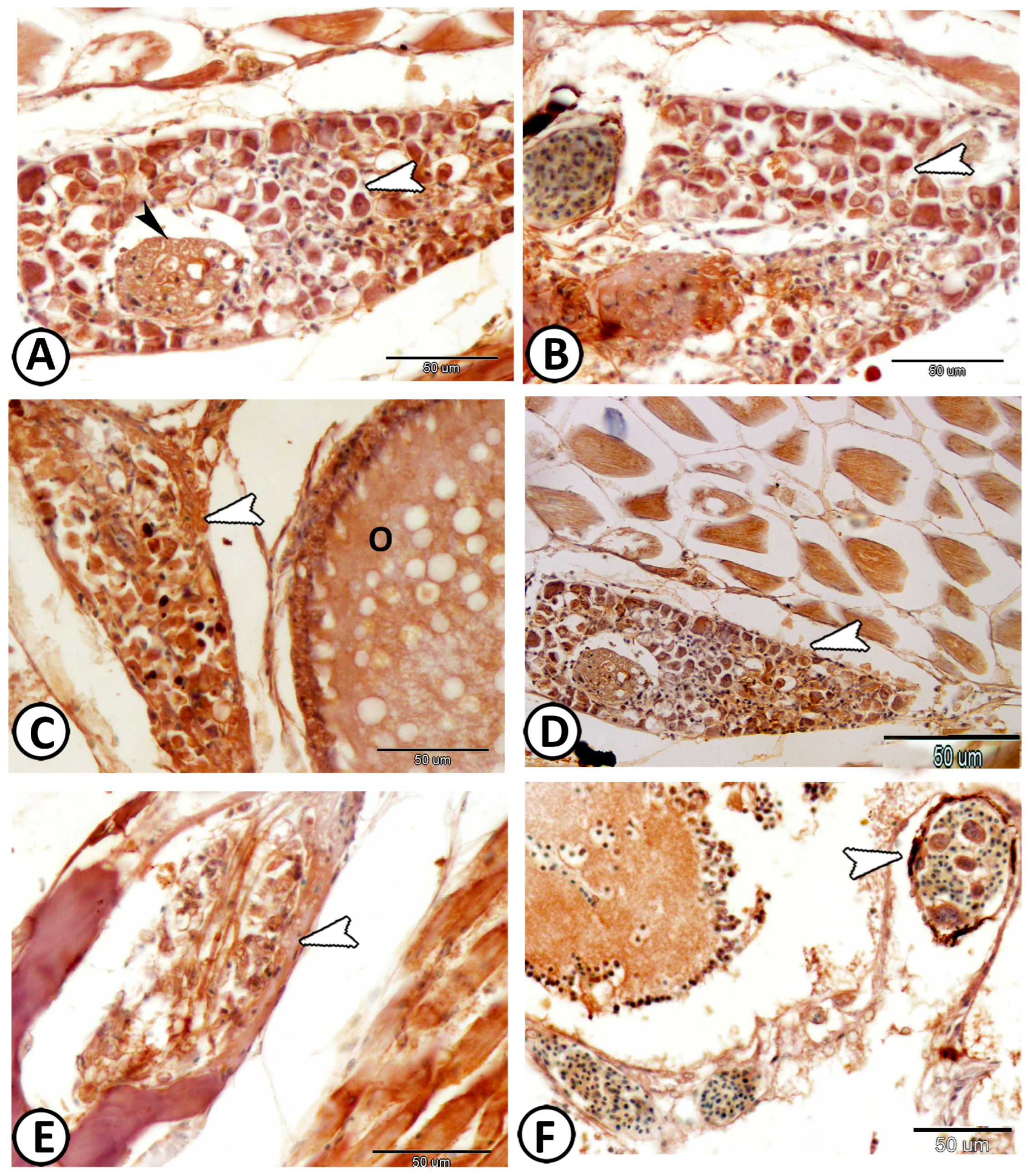 Fishes 08 00289 g015 Fishes 08 00289 g015