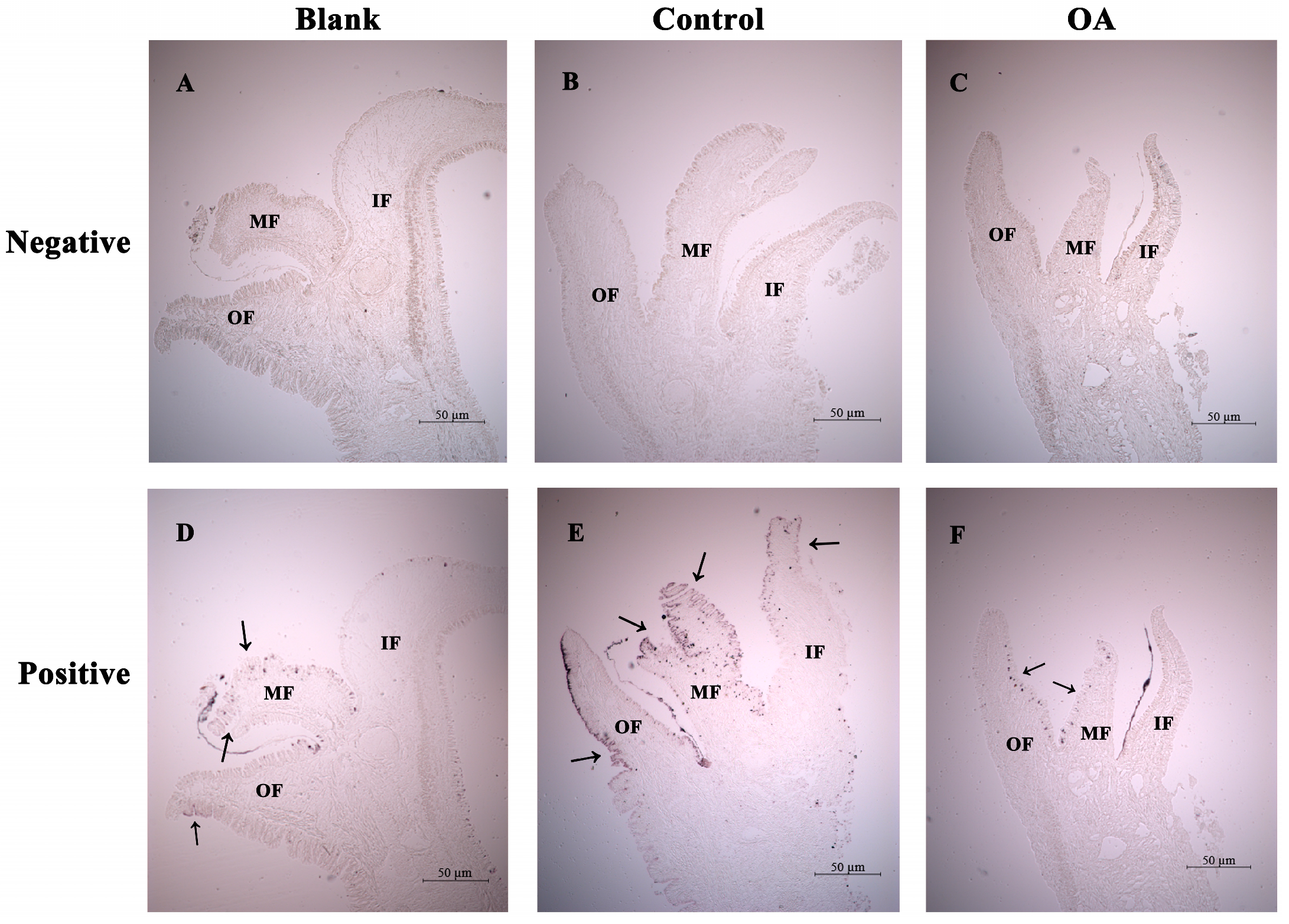 Fishes 08 00290 g006