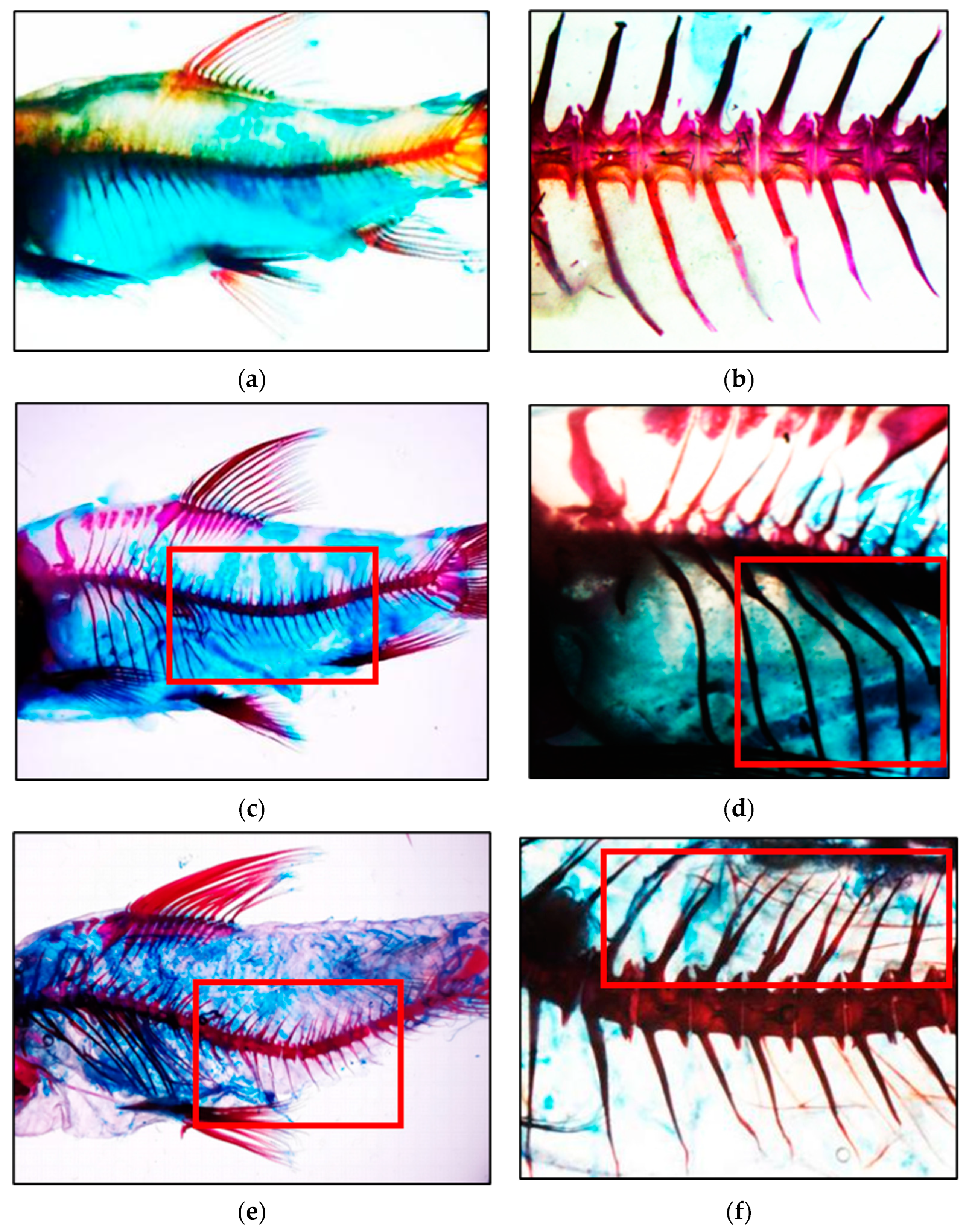 Fishes 08 00307 g004