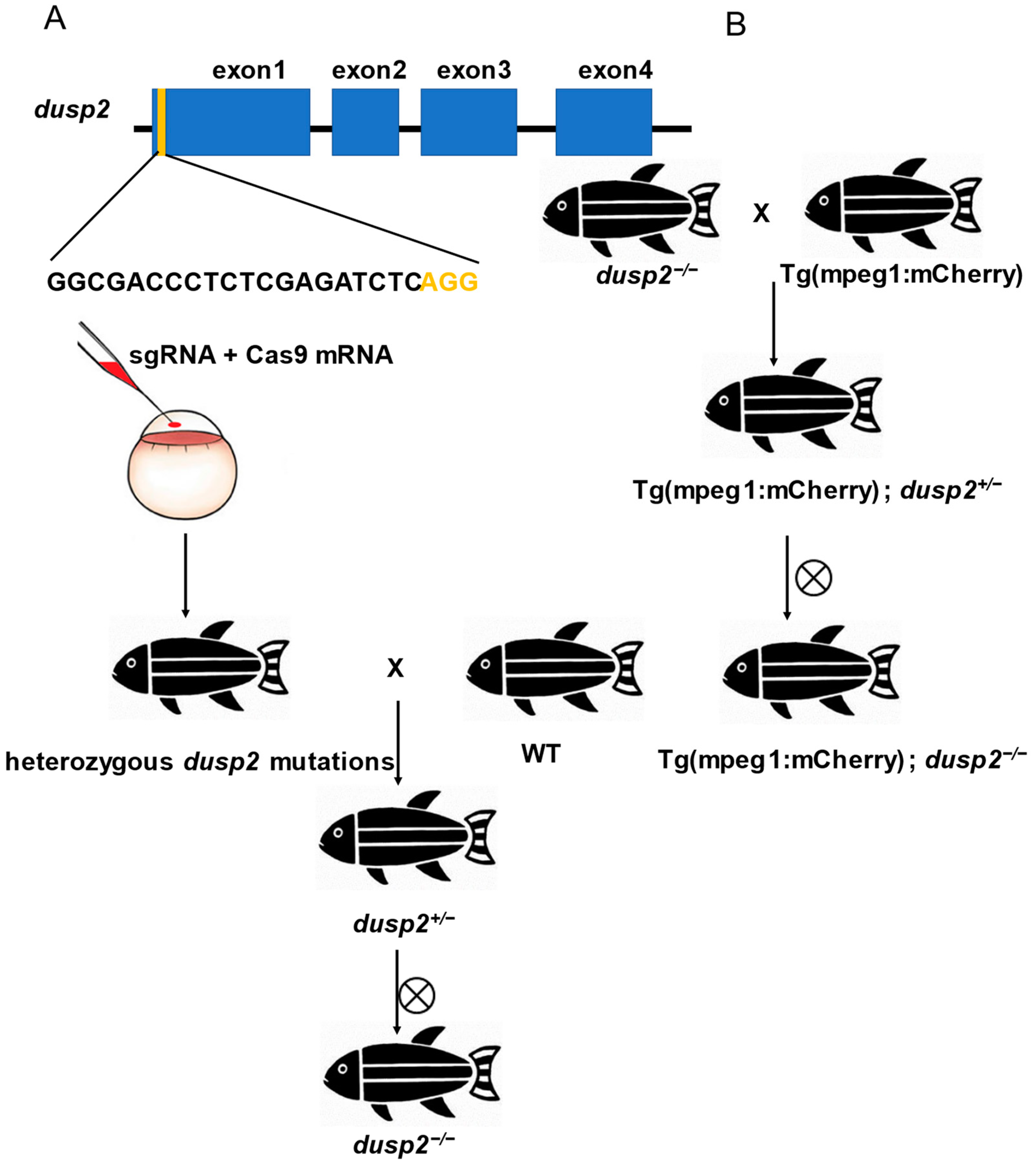 Fishes 08 00310 g001 Fishes 08 00310 g001