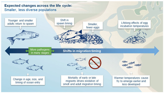 Evolutionary Biology of the Atlantic Salmon [Book]