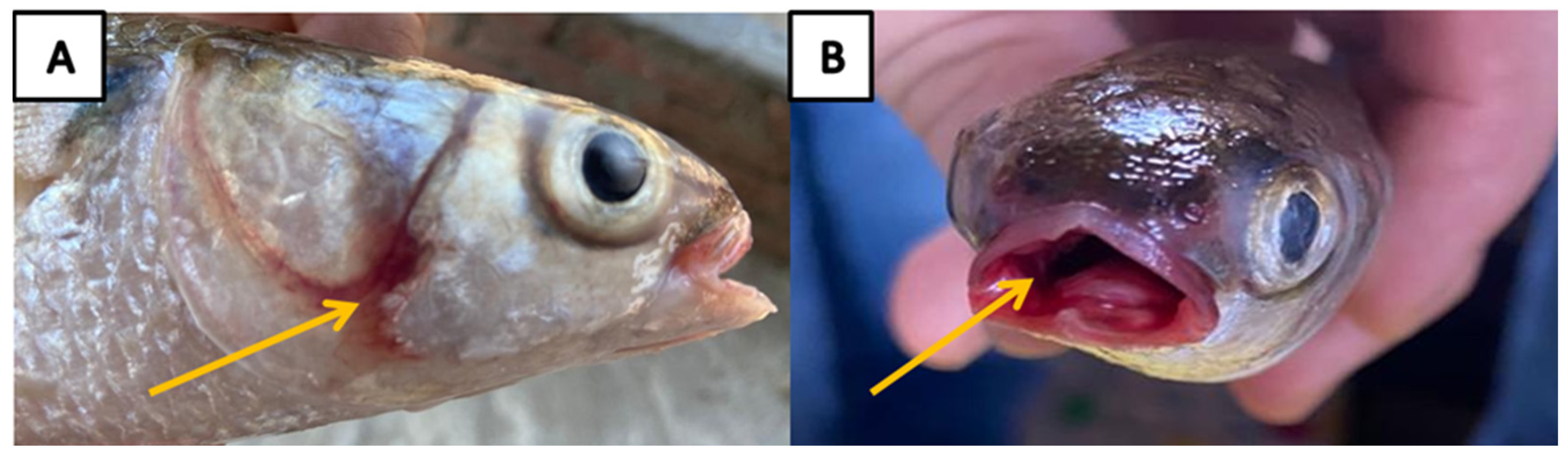 Frontiers  Exploring the application of Corynebacterium glutamicum single  cell protein in the diet of flathead grey mullet (Mugil cephalus): effects  on growth performance, digestive enzymes activity and gut microbiota