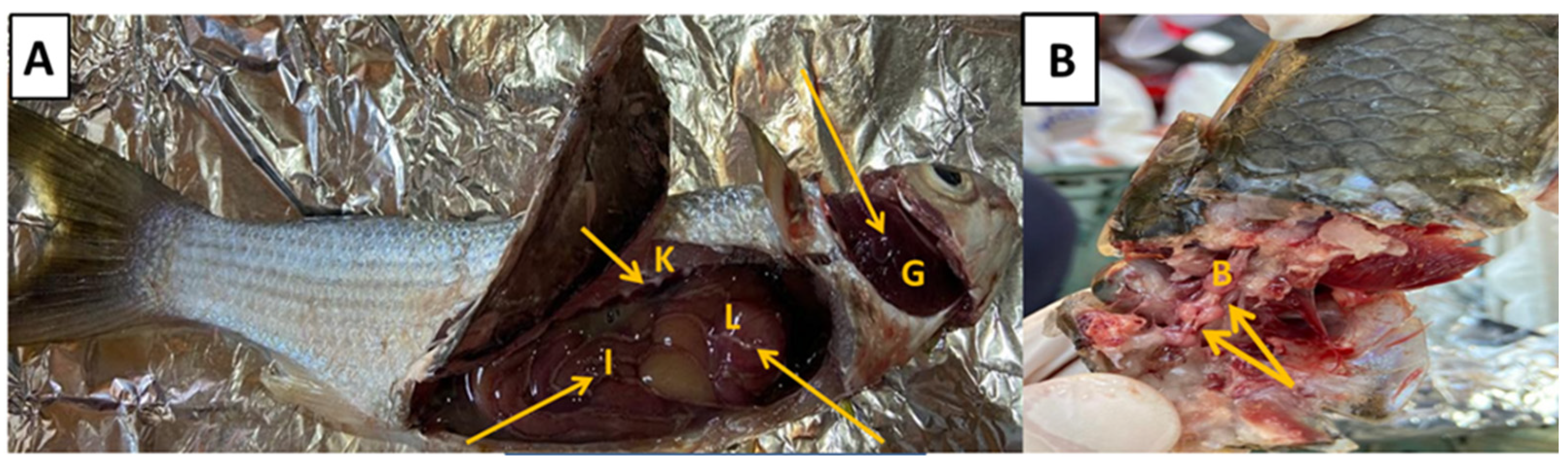 Fishes 08 00357 g003 Fishes 08 00357 g003