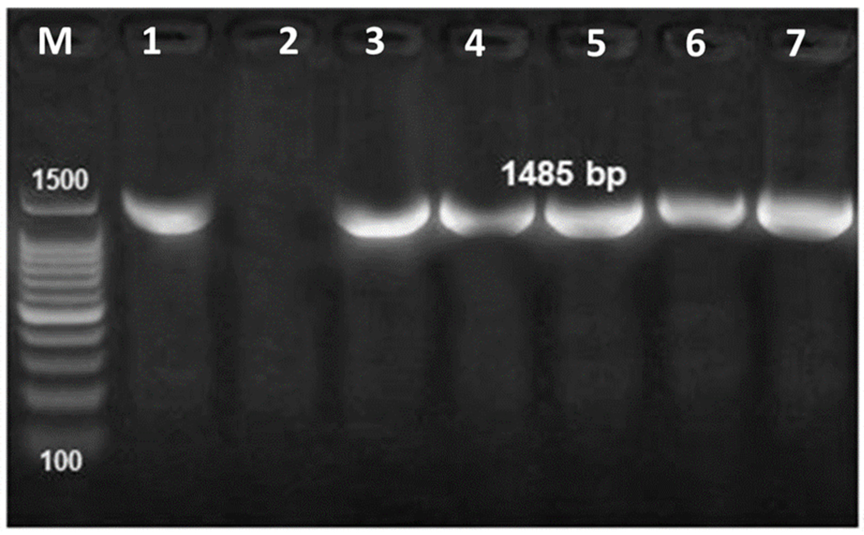 Frontiers  Exploring the application of Corynebacterium glutamicum single  cell protein in the diet of flathead grey mullet (Mugil cephalus): effects  on growth performance, digestive enzymes activity and gut microbiota